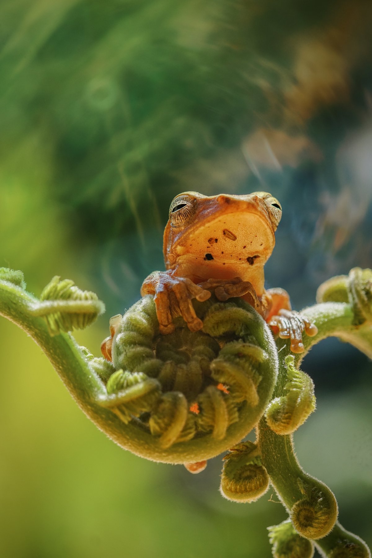 flog, objects, frog, macro, nature, green, tropical, Gusti Roby Navela
