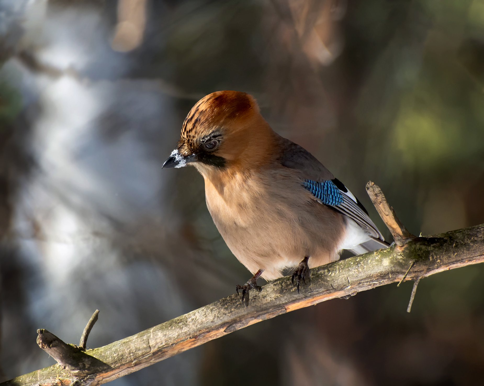 birds, птица, сойка, зима,, Марина Мочалова