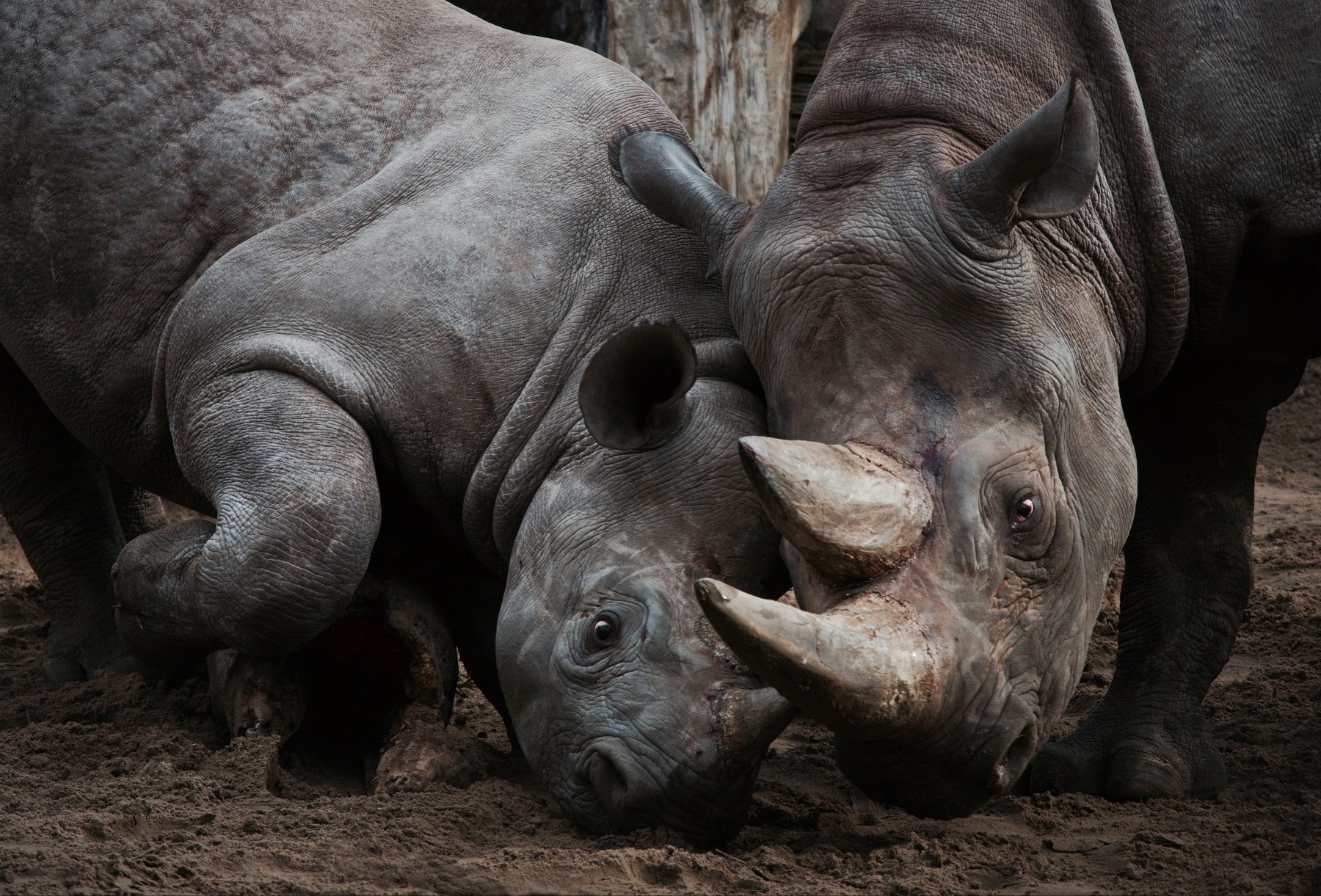 rhino, wildlife, ja
