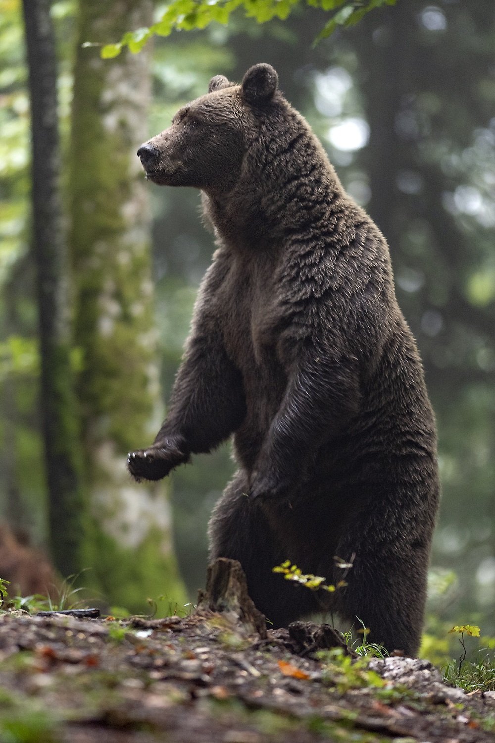 brown bear  hide photography europe slovenia, Miha Mlakar