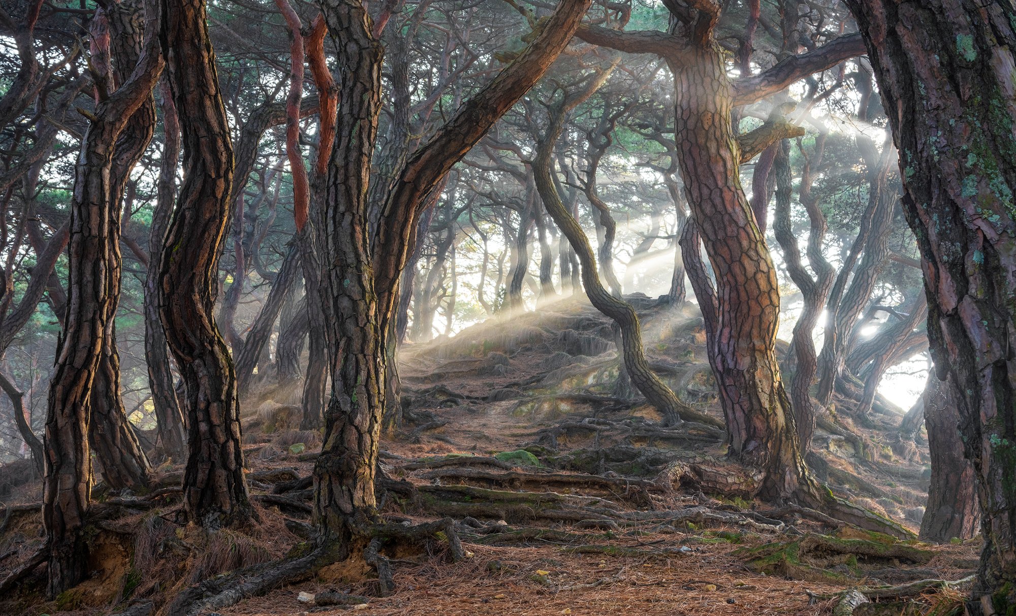 pine, forest, light, woods, roots, nature, tiger skin, trees, trunks, snake, Jaeyoun Ryu