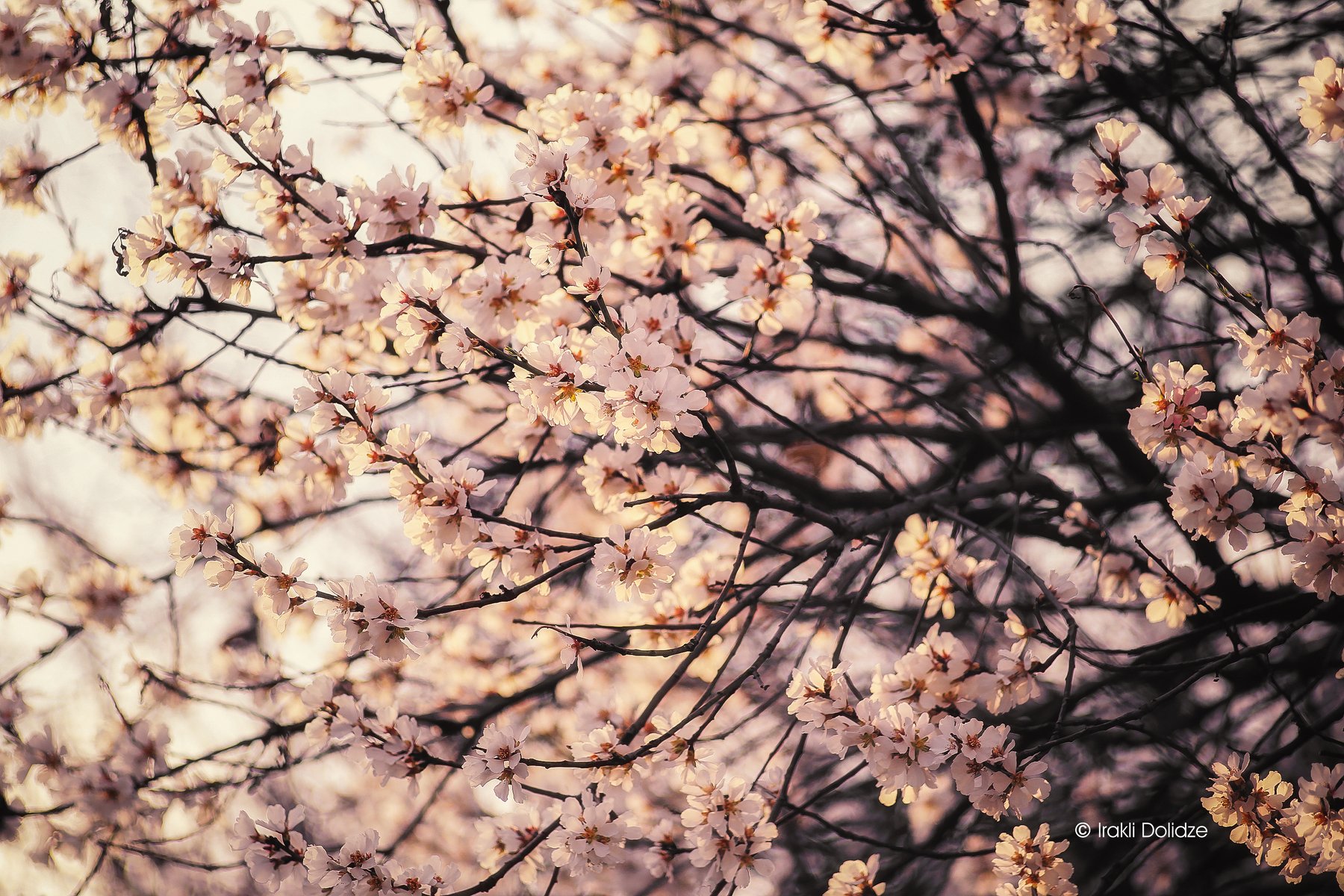 spring, nature, flower, march, photography, outdoor,, ირაკლი დოლიძე
