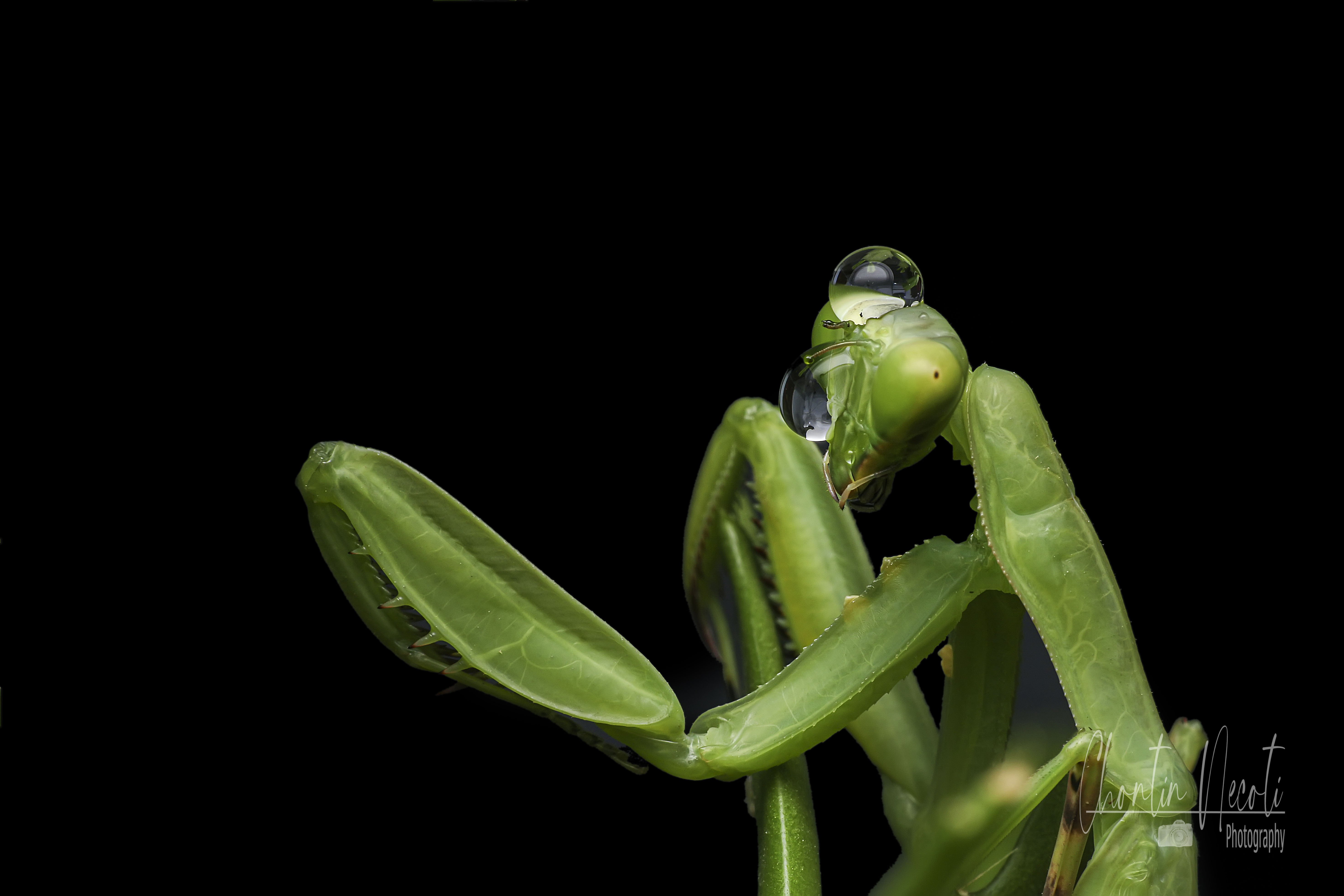 Water, drop, dew, green, small, animal, insect, garden, nature, natural, wildlie, macro, close up, beauty, beautiful, mantis, prey, fly, eating, , NeCoTi ChonTin