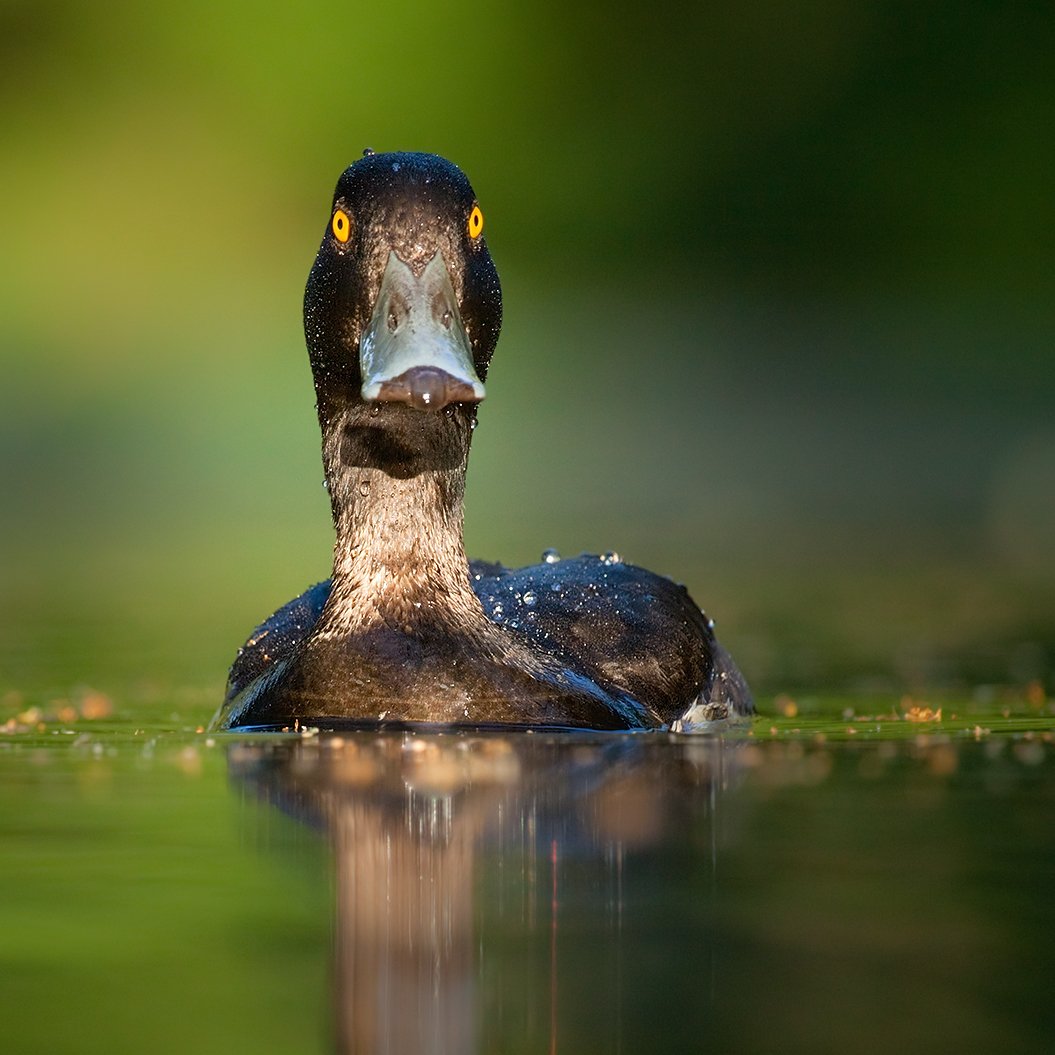 , Robert Adamec