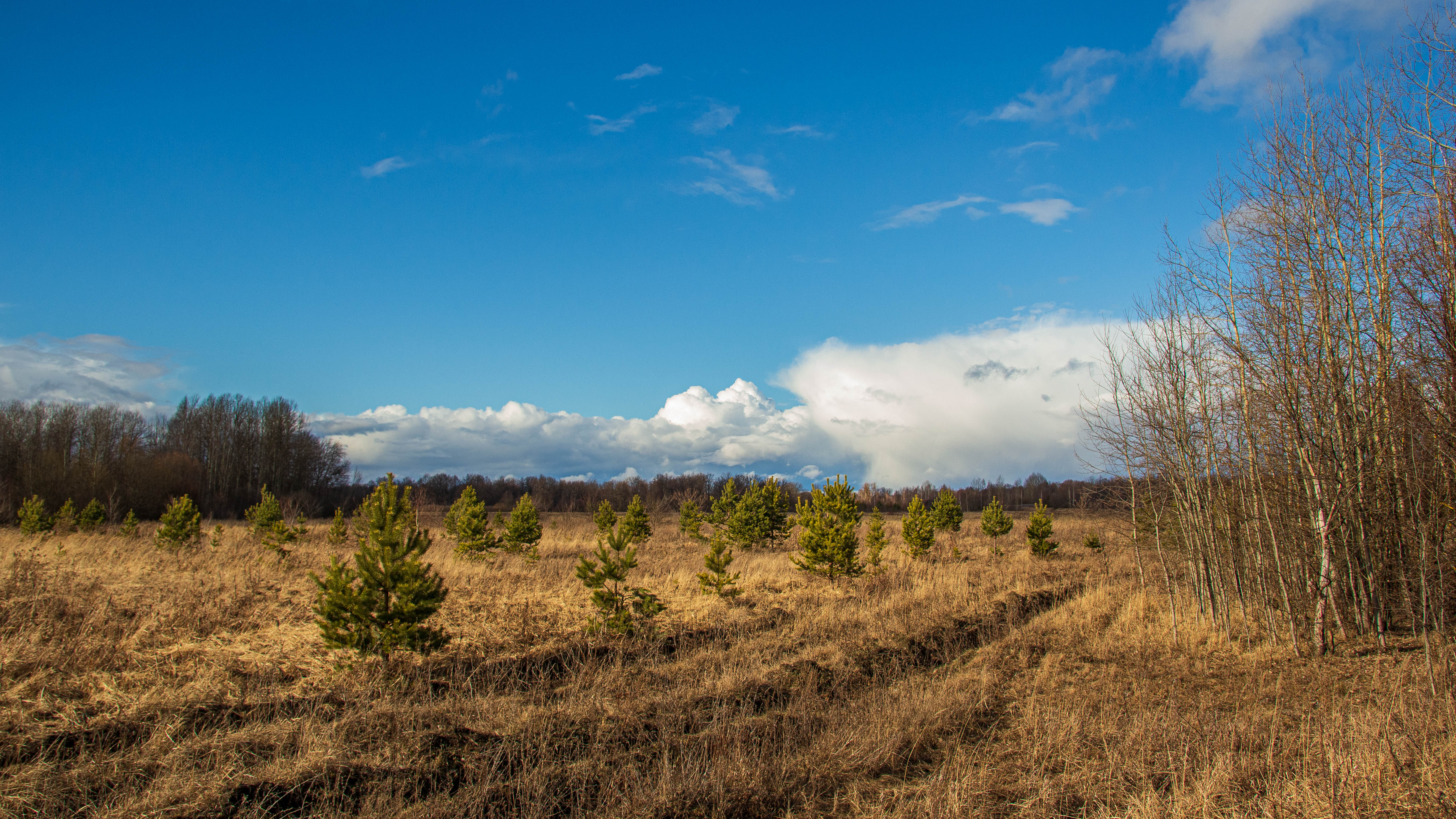 пейзаж, кулебаки, landscape, весна, spring, день, day, солнце, sun, небо, поле, облака, field, heaven, clouds, Владимир Васильев