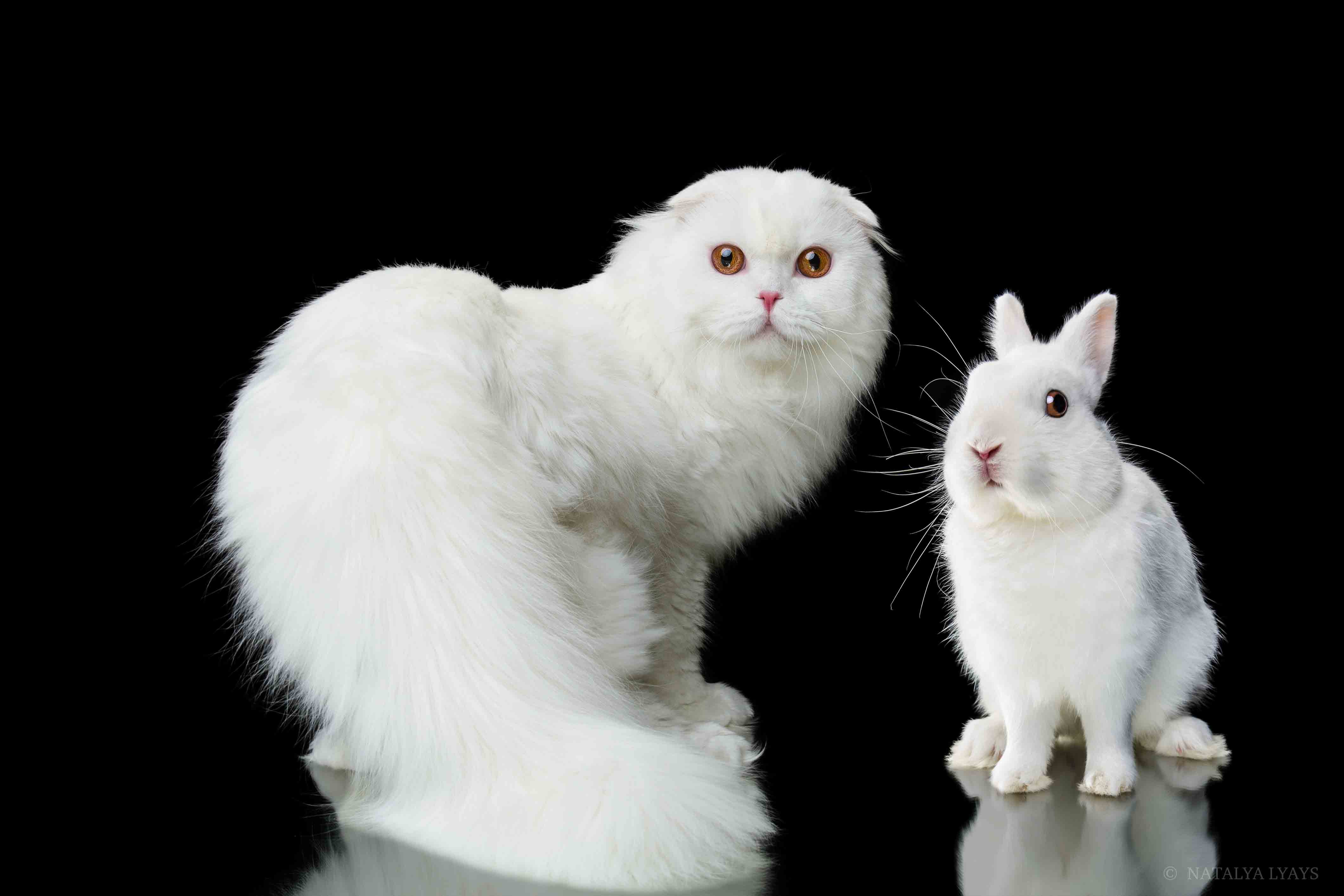 кот,кошка,студия, белое на черном, животные, животное,animal, pet, Наталья Ляйс