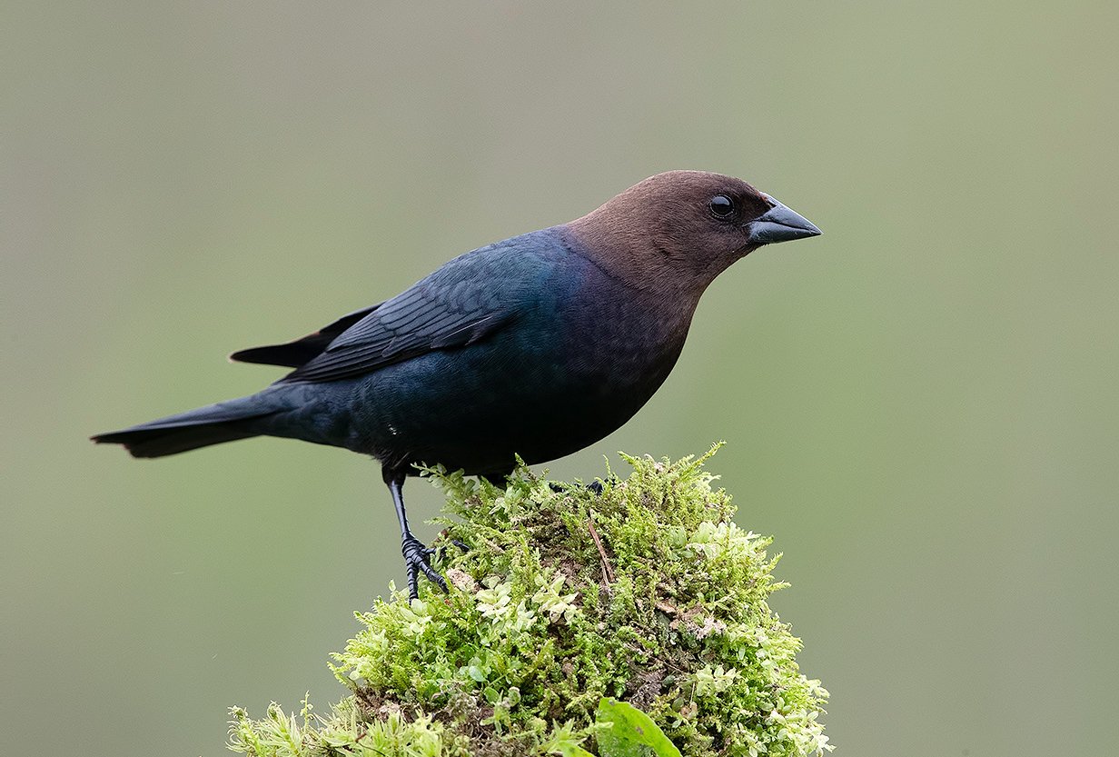 буроголовый коровий трупиал, brown-headed cowbird, трупиал, Elizabeth Etkind