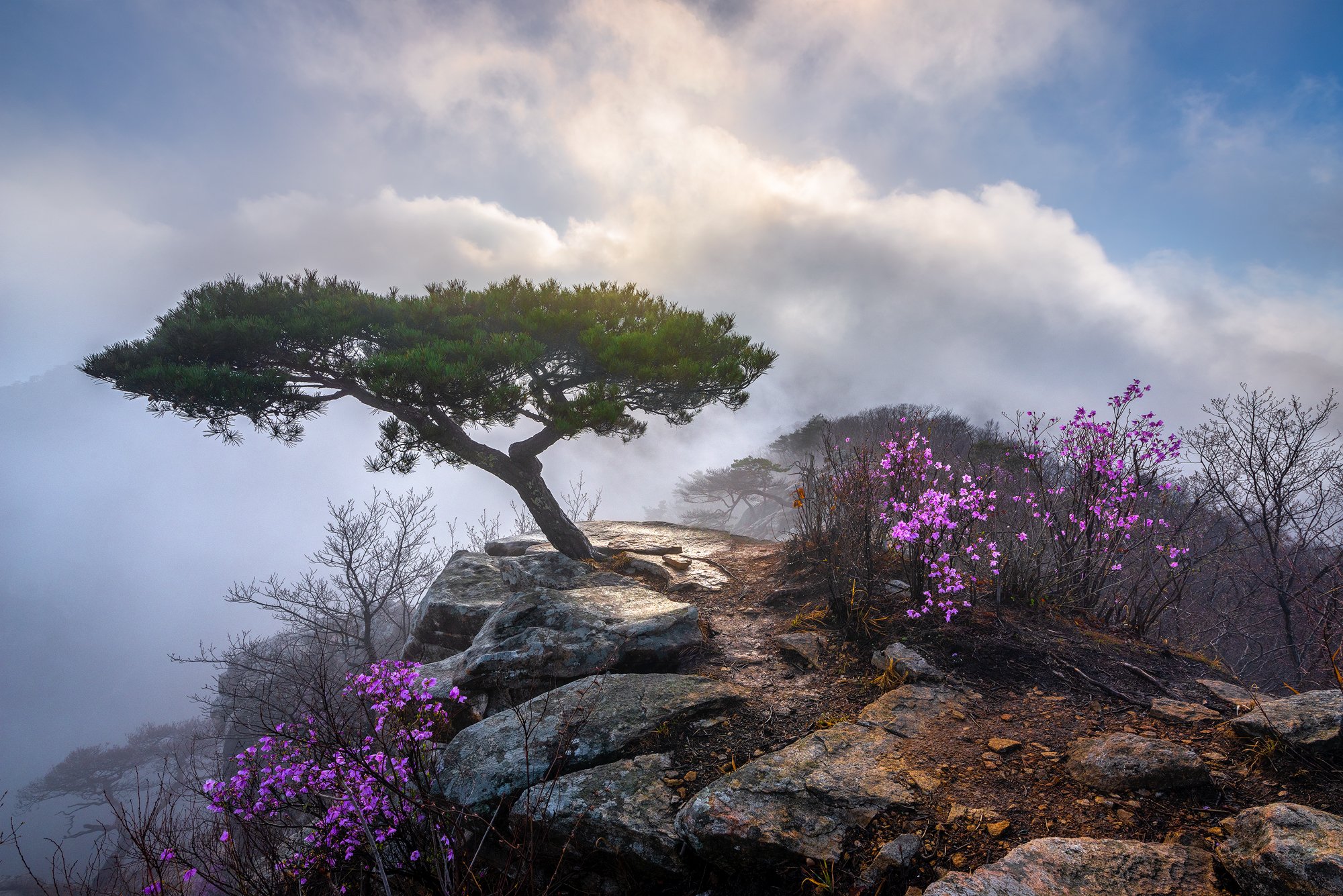 mountains,peak,hiking,fog,clouds,blossom,light, Jaeyoun Ryu