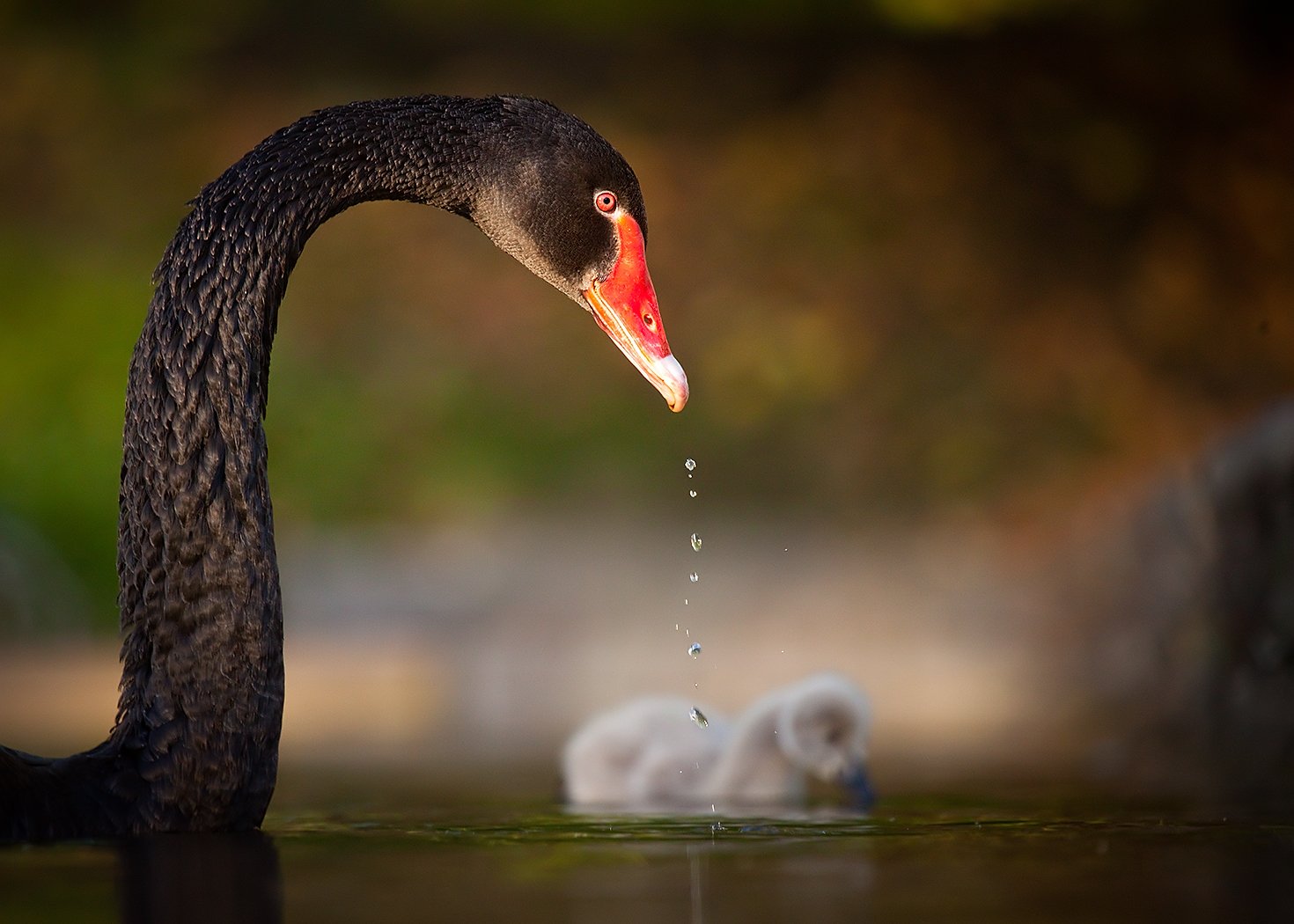 , Robert Adamec