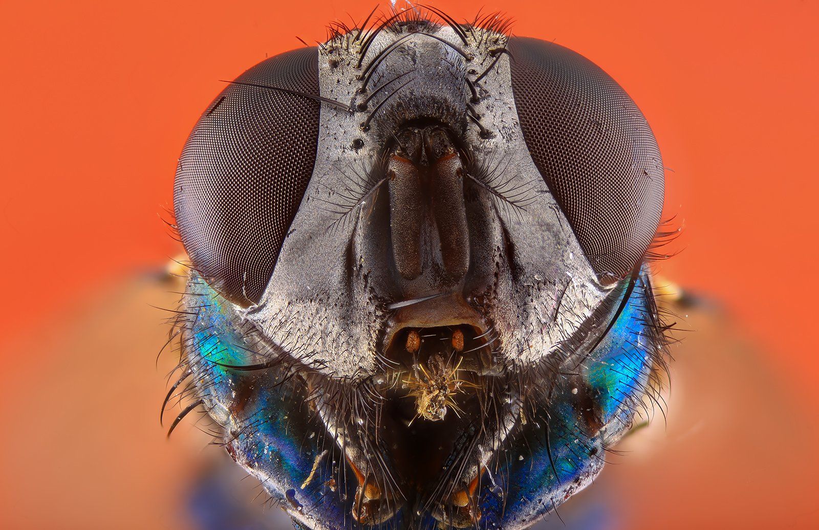 насекомое муха, Борис Фотомания