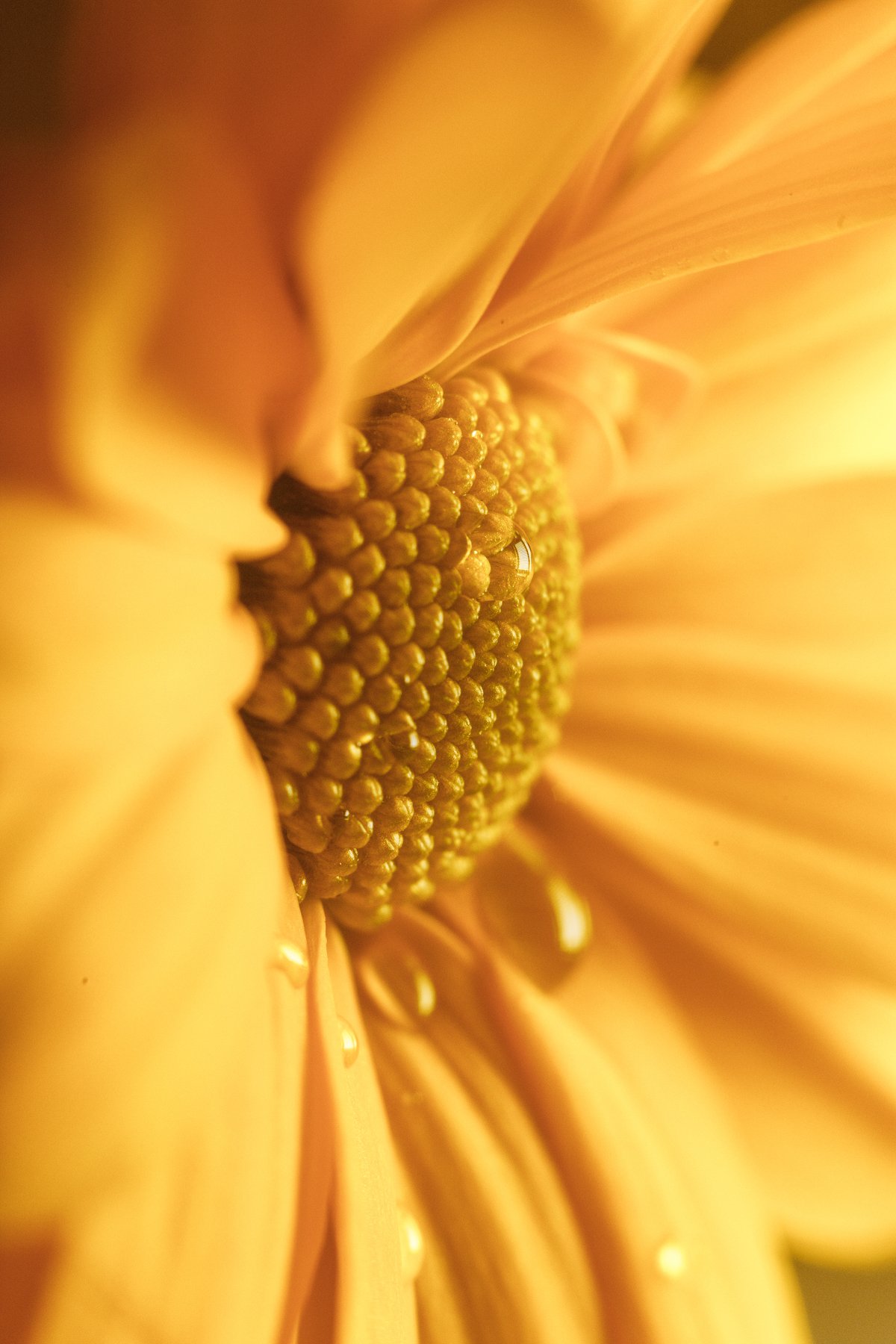 цветок, макро, капля, жёлтый, flower, macro, drop, yellow, Артём Корнев