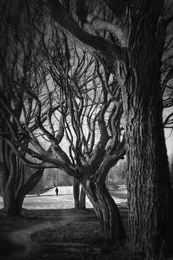 парк, волшебство, деревья, Наталия Трубицына