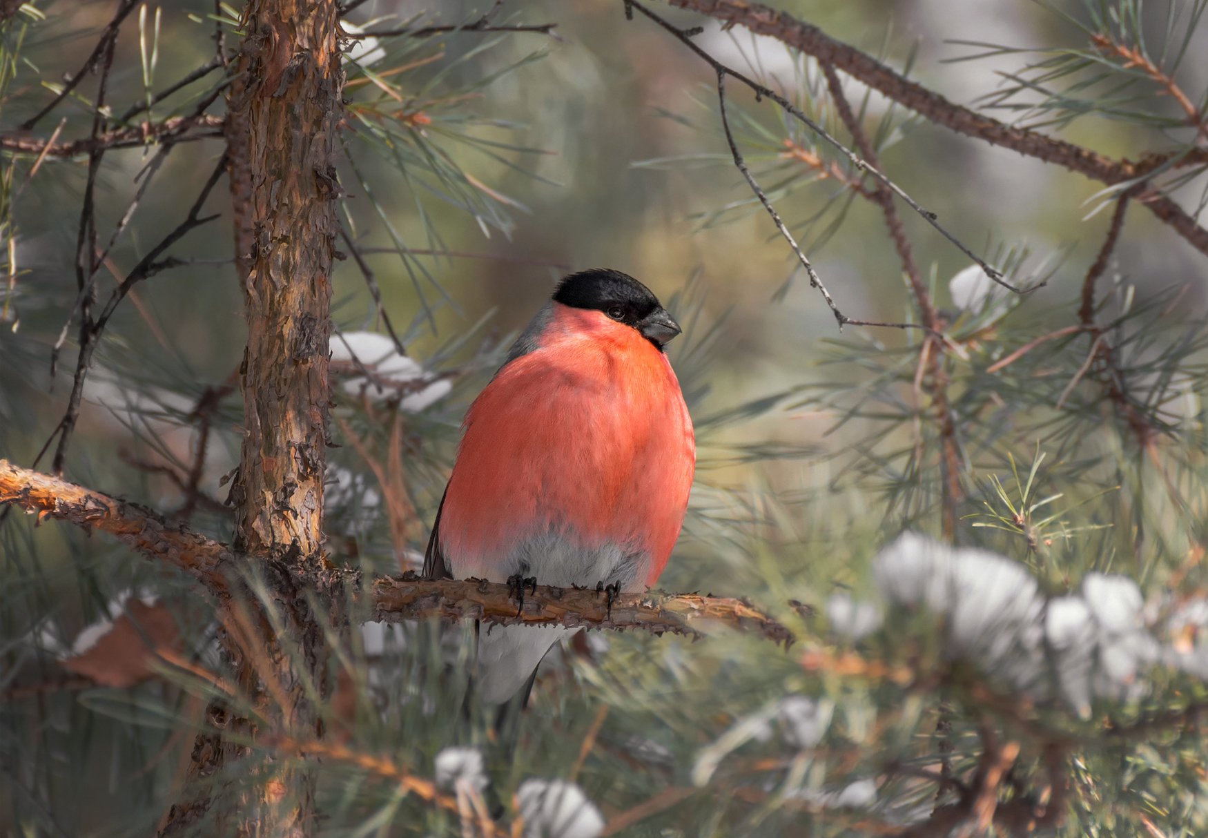 birds, птица, снегирь, самец, зима,, Марина Мочалова