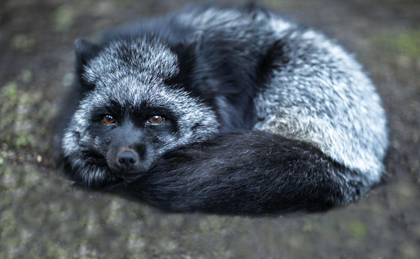 лисица, чернобурая,красотка,foxy, wildlife, animal, black fox, nature, Юлия Стукалова