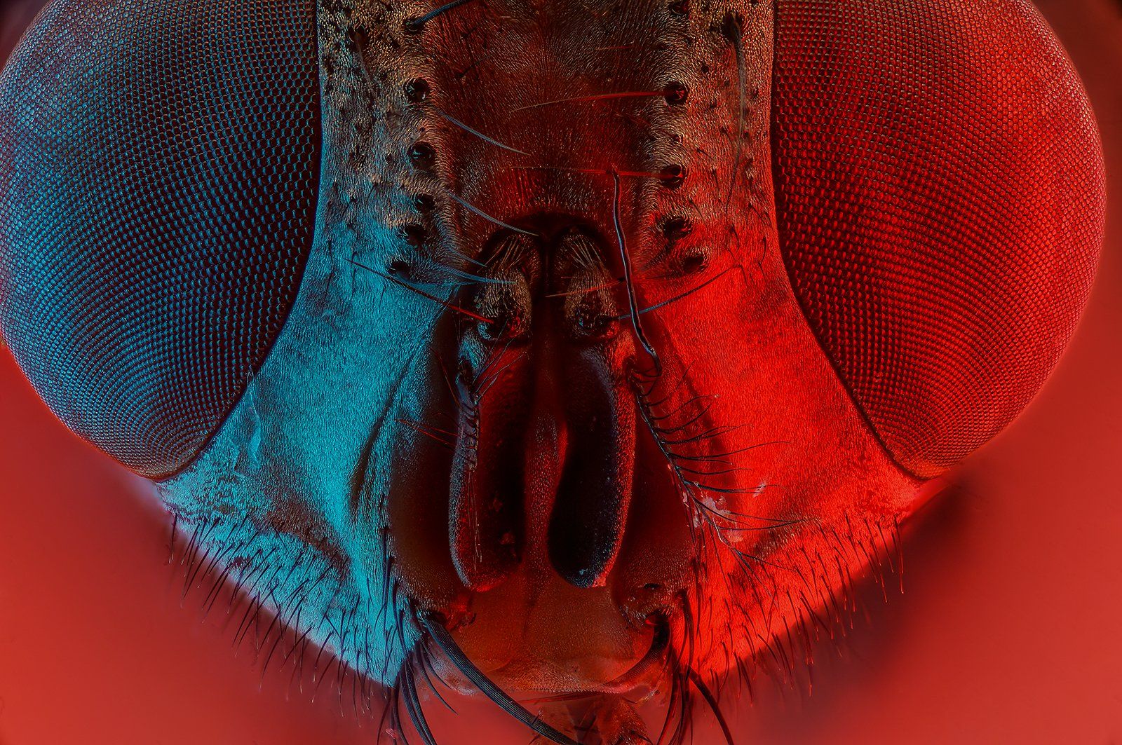 муха насекомое подсветка, Борис Фотомания