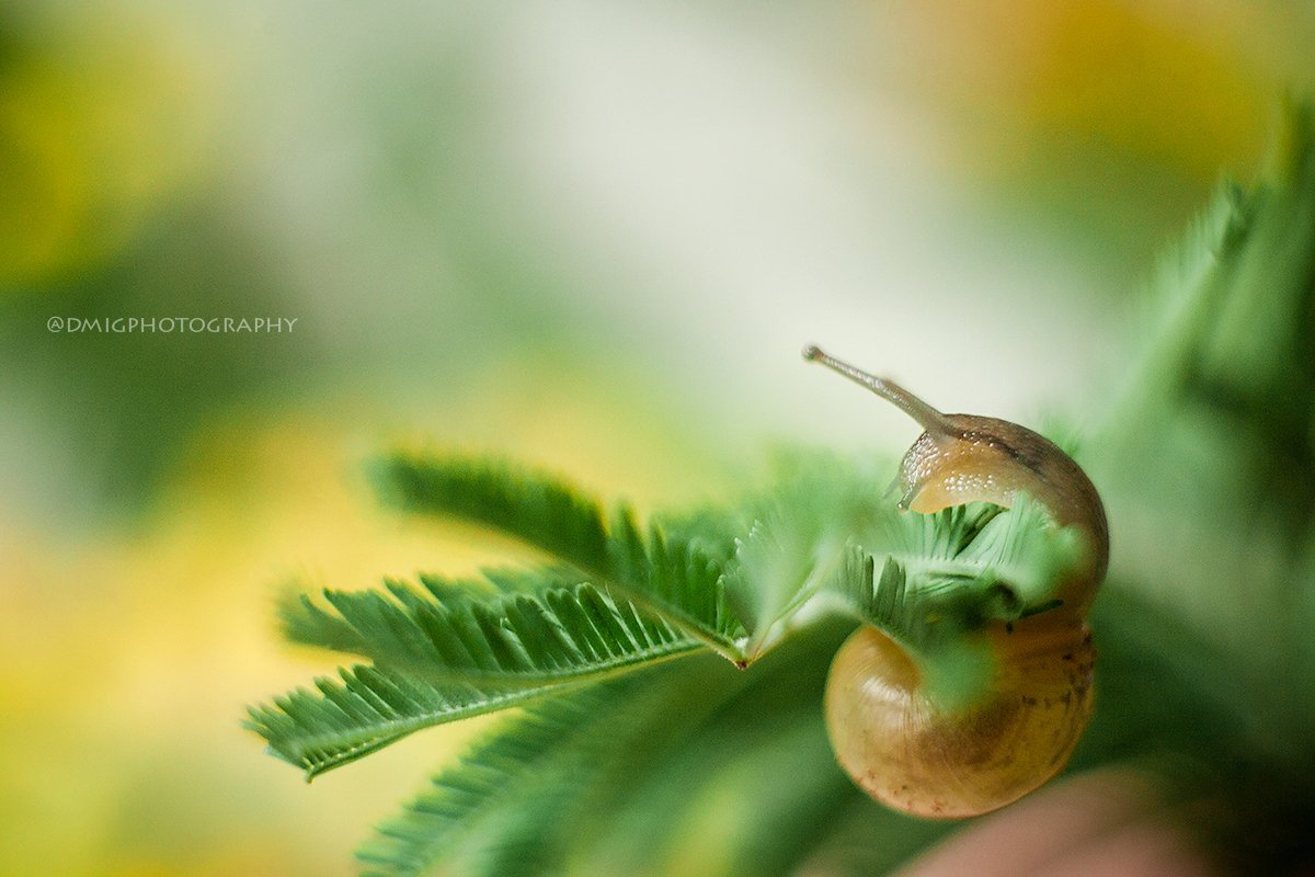 macro, helios44_2, улитка, природа, весна, зелень, magicmacro, Дмитрий Гусалов