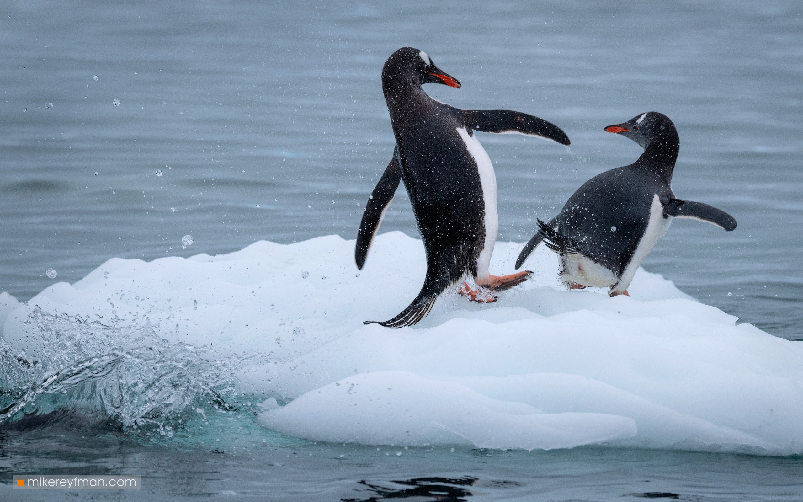 iceberg, gentoo_penguin, polar_climate, antarctic, antarctica,  cold, extreme, социальное_дистанцирование,social_distancing, kicking-ass, Майк Рейфман