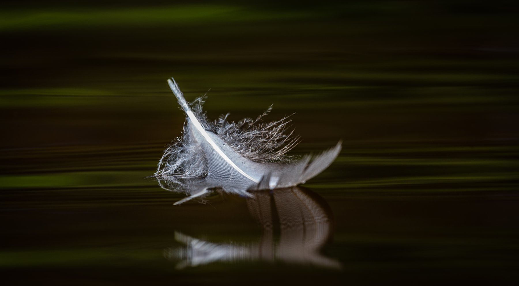 reflection,waterscape,feather,green,swimmer,, Eriks Zilbalodis