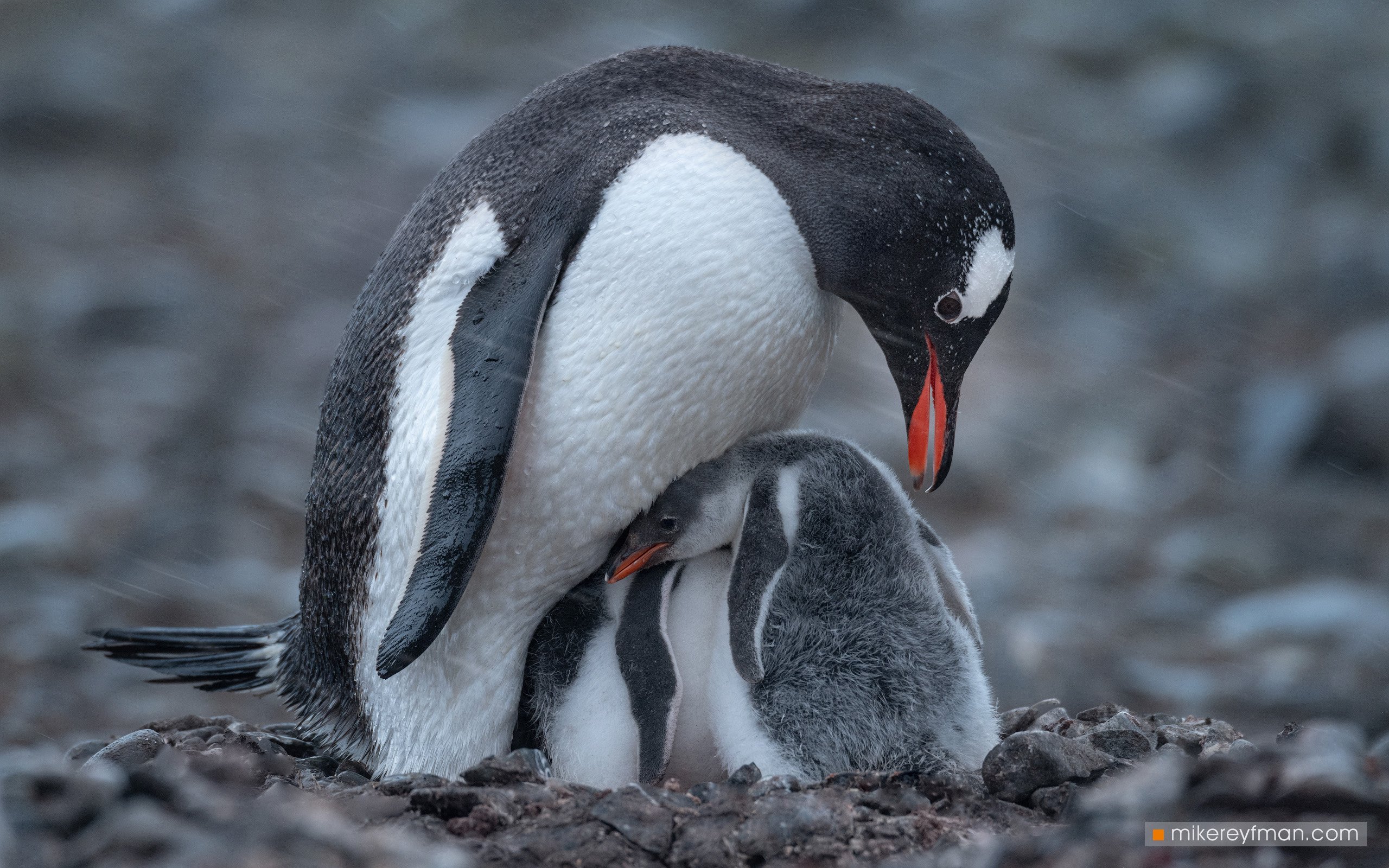 gentoo, penguin, polar climate, antarctic, antarctica,  cold, extreme, Майк Рейфман