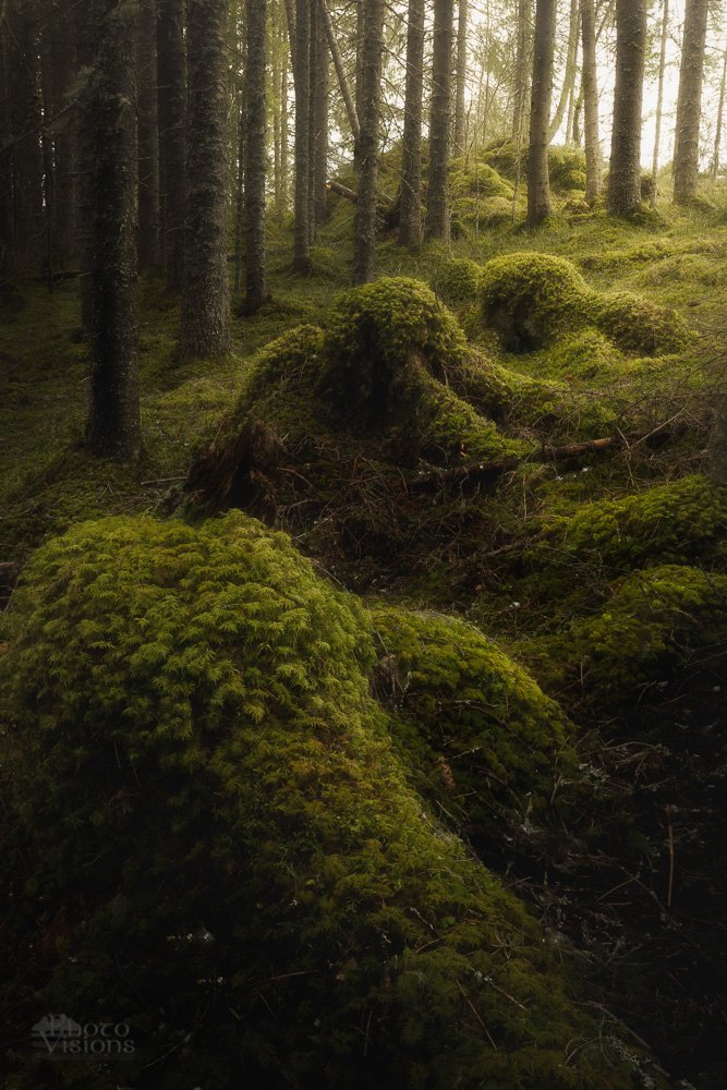 forest,woodland,green,moss,tree,trees,norway,boreal,norwegian,north, Adrian Szatewicz