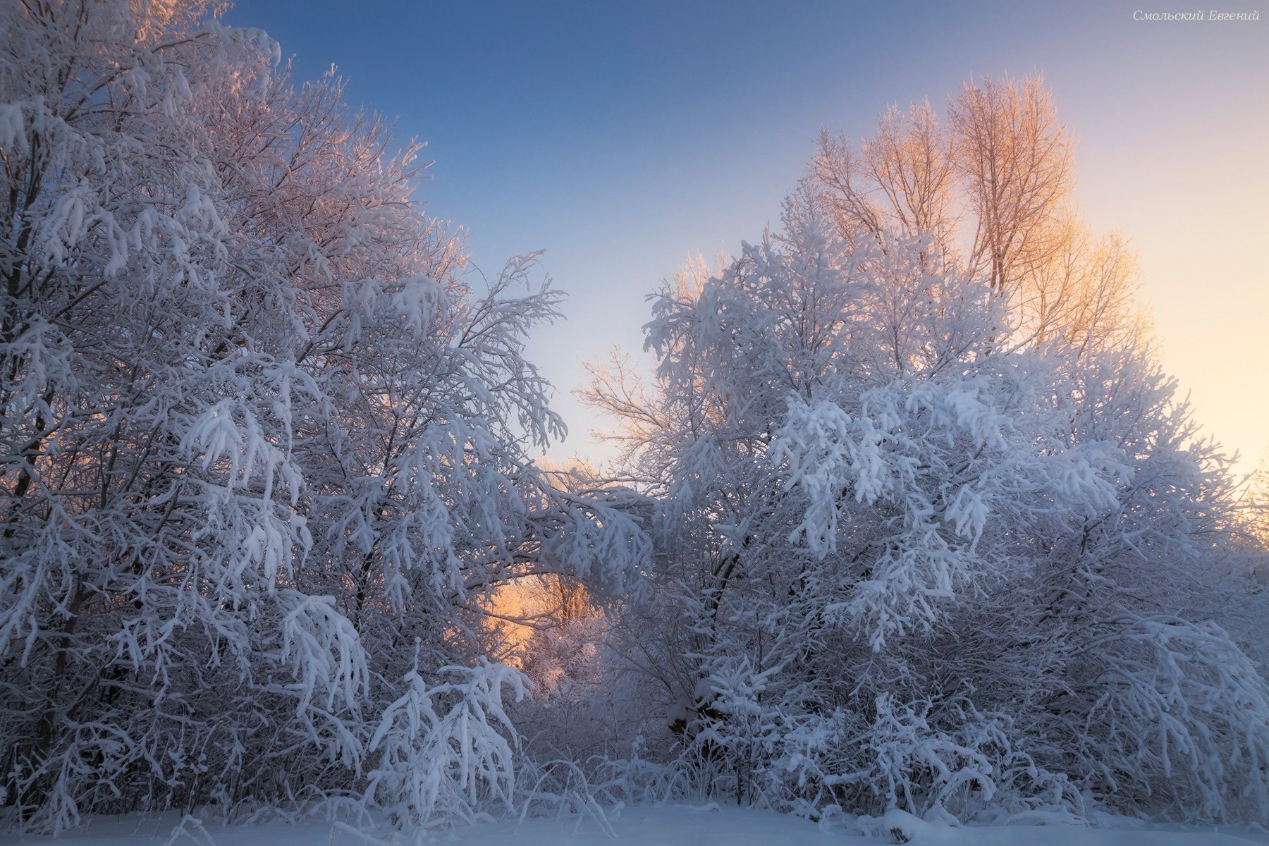 зима, закат, вечер, снег, лес, иней, мороз, кусты, Смольский Евгений