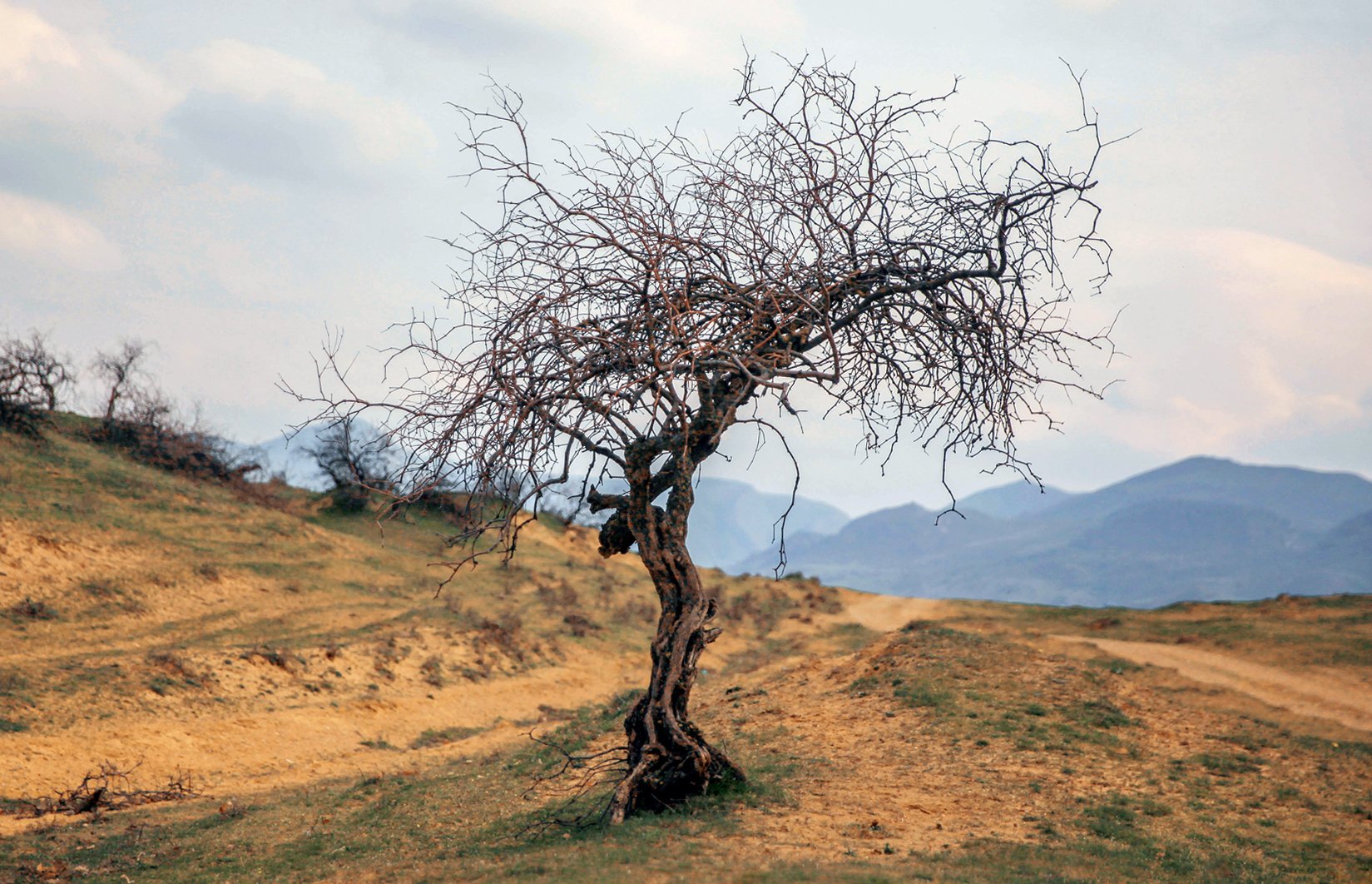 дерево,весна,утро,горы.дагестан, Marat Magov