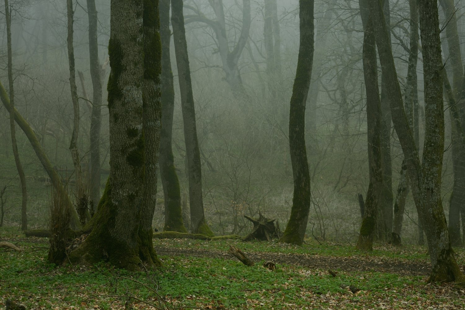 лес утро туман весна, Александр Жарников