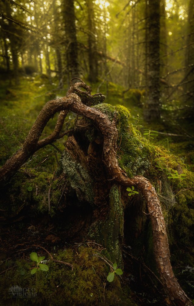 nature,forest,woodland,boreal,norway,norwegian,scandinavia,green,fantasy,moss,tree,trees,, Adrian Szatewicz