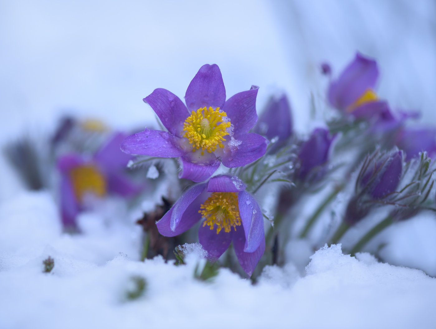 весна, март, снег, цветы, сон-трава, Галанзовская Оксана