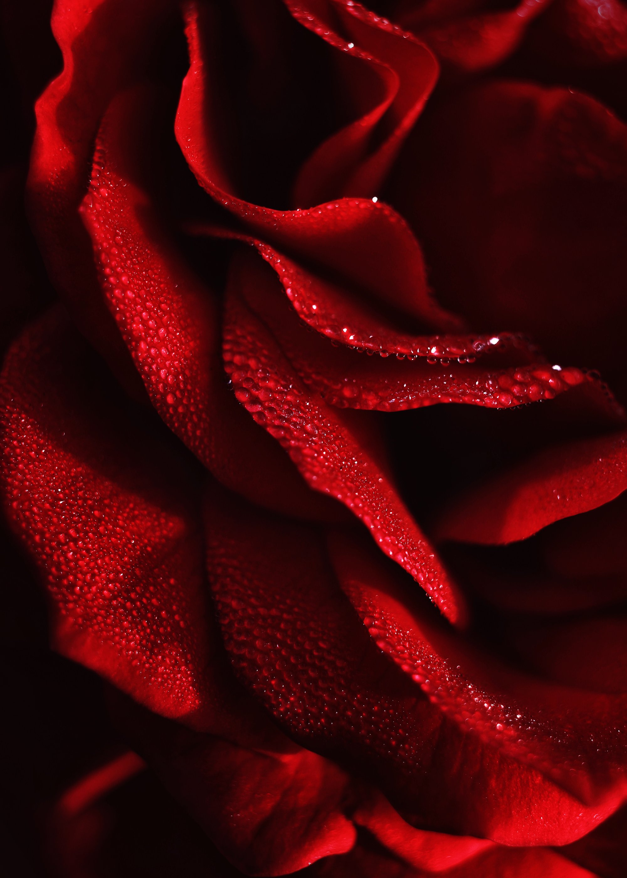 роза, красный, капли, макро, Любовь Бесклубова