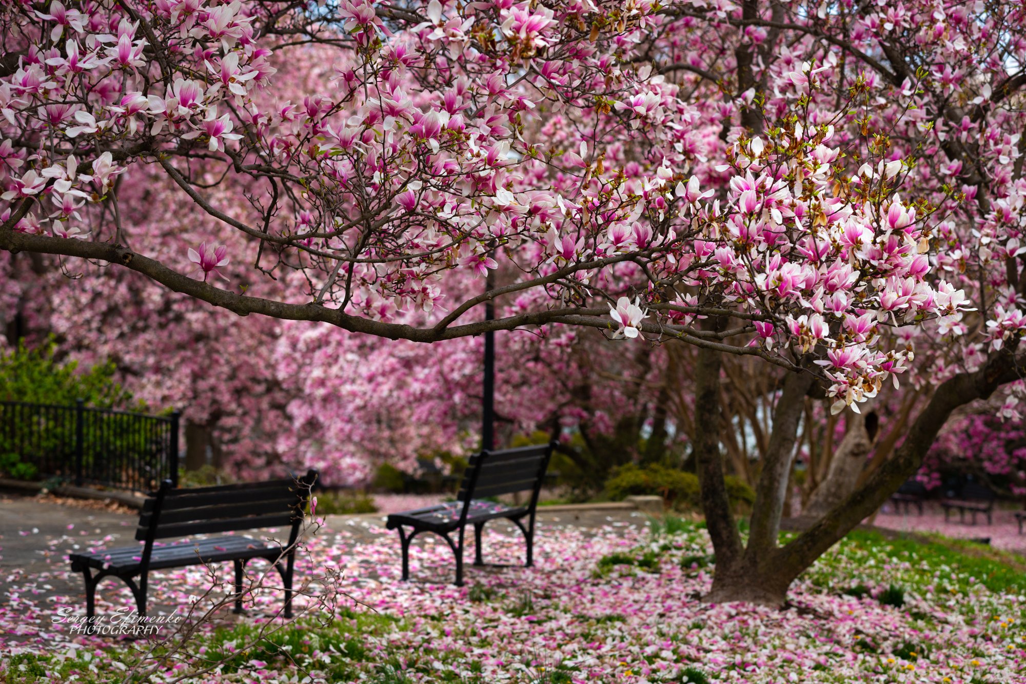 вашингтон магнолия цветение пейзаж весна, Sergei Efimenko