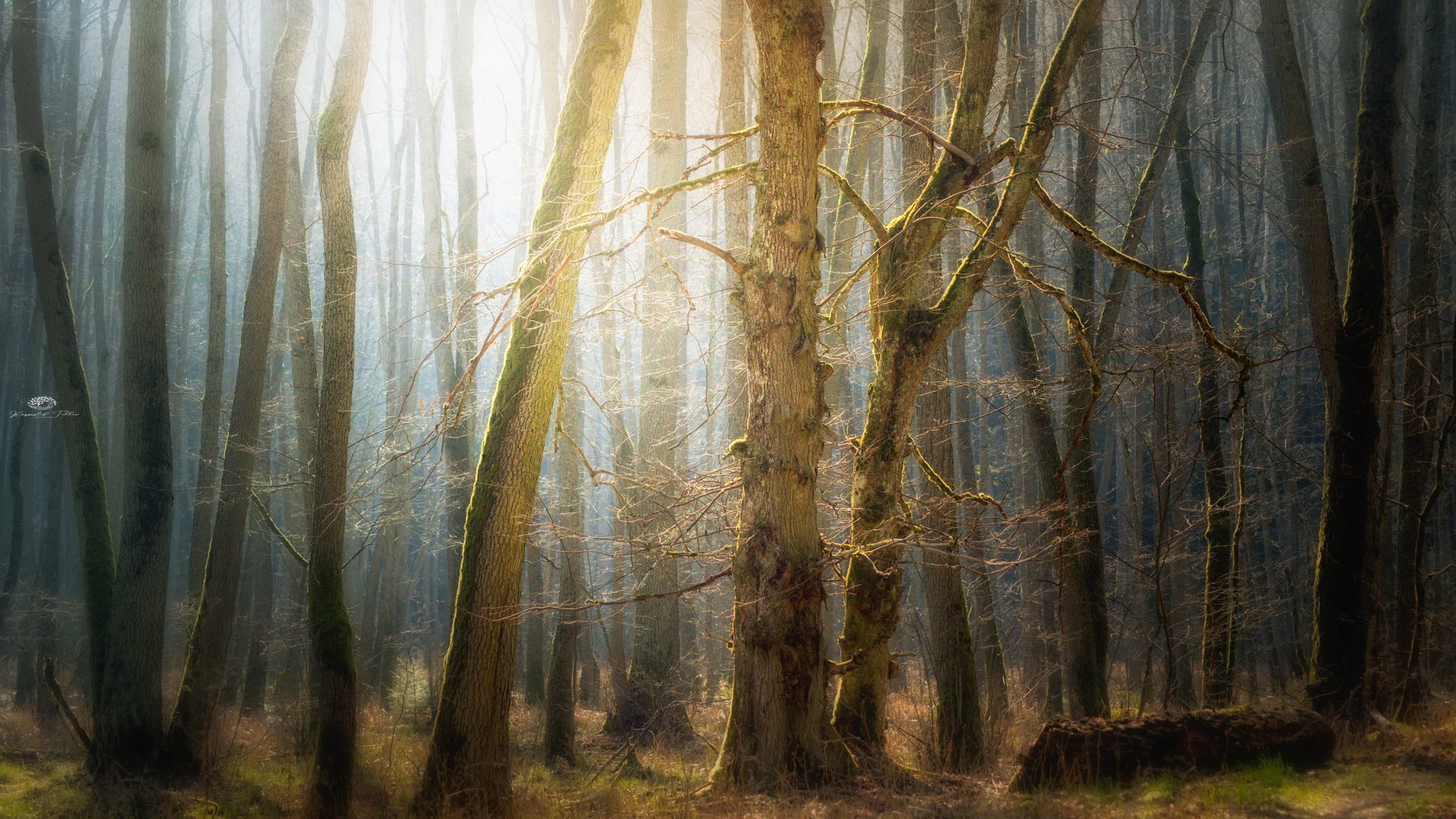 Forest, Trees, Nature, Morning, Mist, Light, Nikon, Atmosphere, Krzysztof Tollas