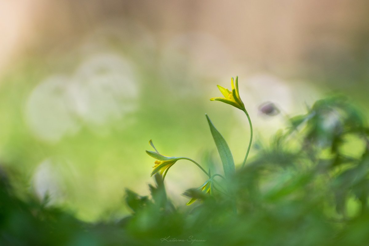 природа, весна, цветы, Сипаева Катерина