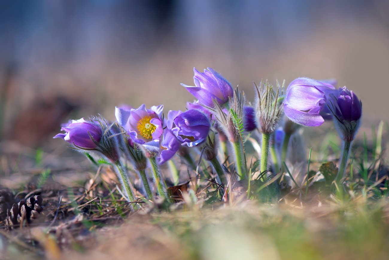 весна, март, цветы, сон-трава, Галанзовская Оксана