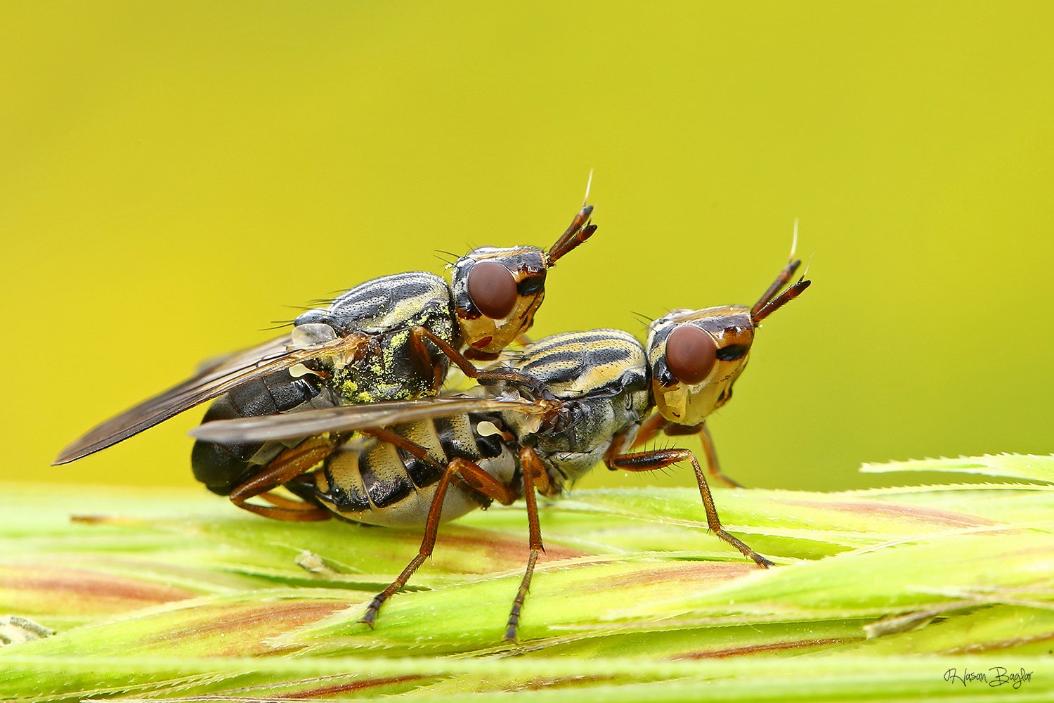 #mating#fly#macro#northcyprus, Hasan Baglar