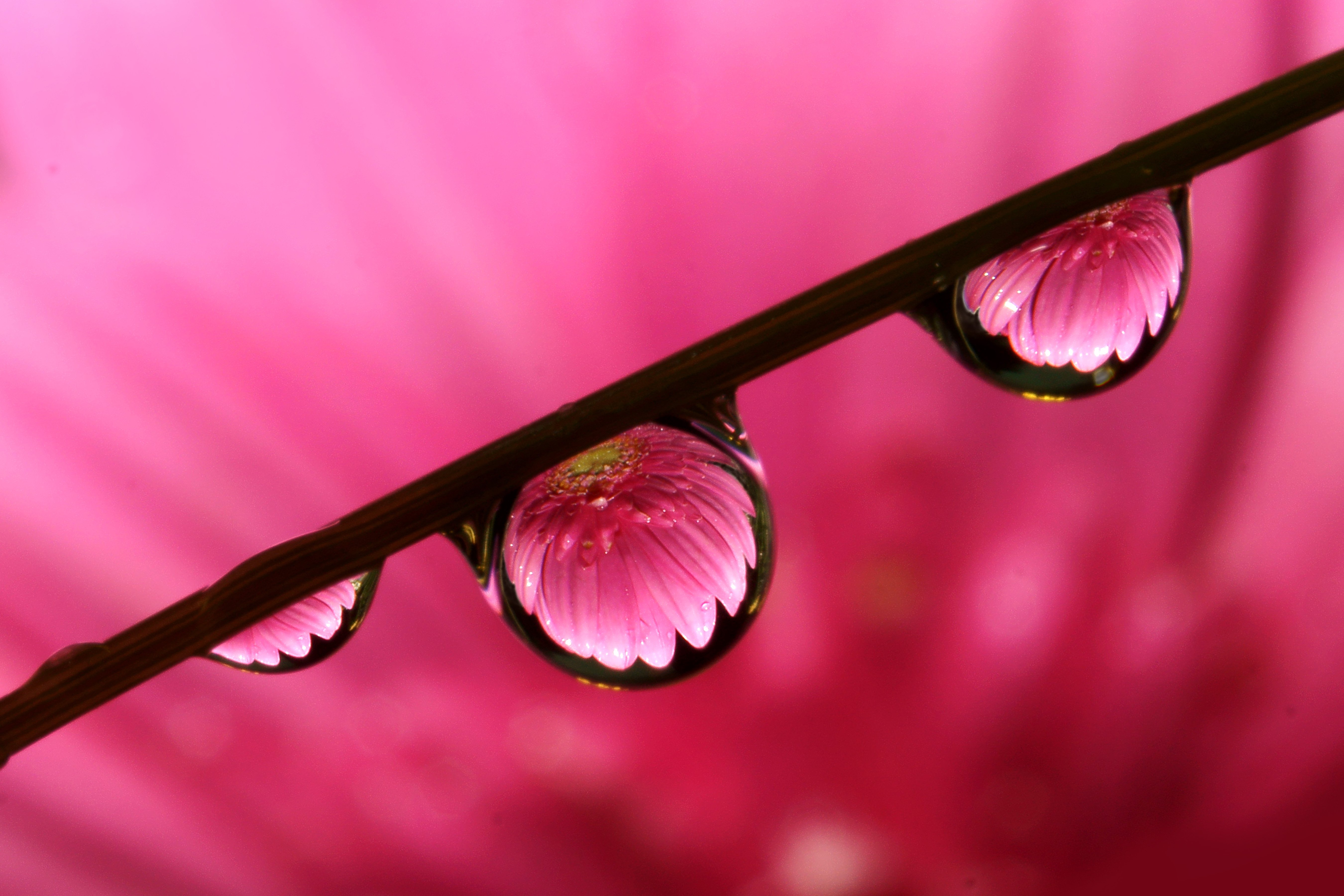macro dew dewdroplets pink flower nature ,  Artist RajNandini