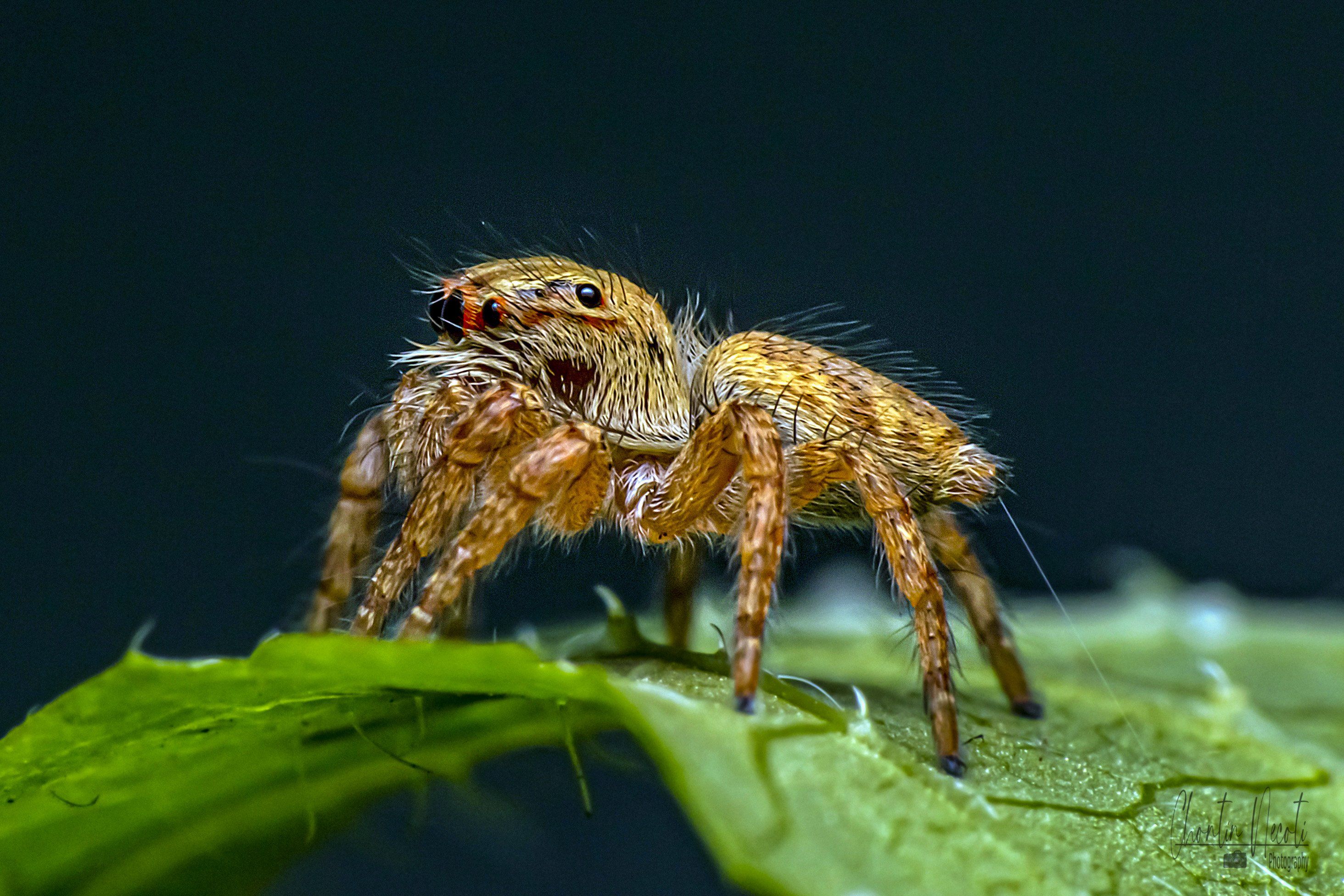 spider, macro, close up, small, outdoor, wildlife, legs, eyes, jumping, nature, natural, leaf, forest, beautiful, NeCoTi ChonTin