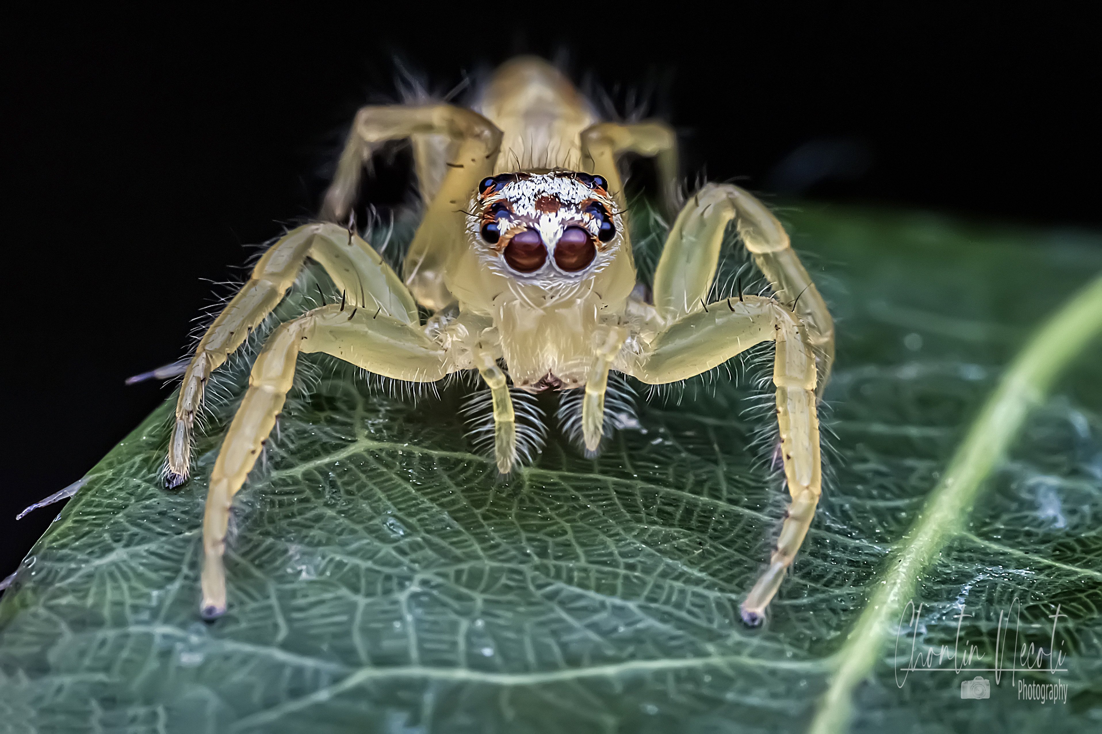 spider, macro, close up, small, outdoor, wildlife, legs, eyes, jumping, nature, natural, leaf, forest, beautiful, NeCoTi ChonTin