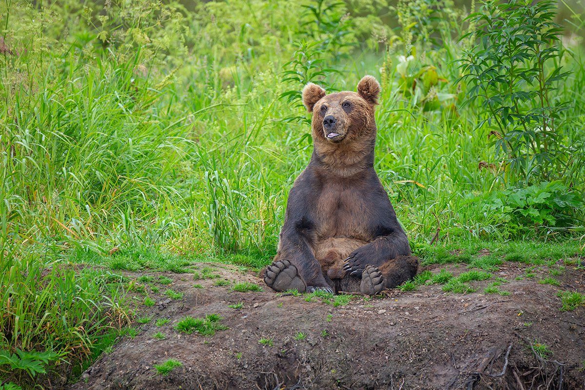 камчатка, медведь, природа, путешествие, фототур, Денис Будьков