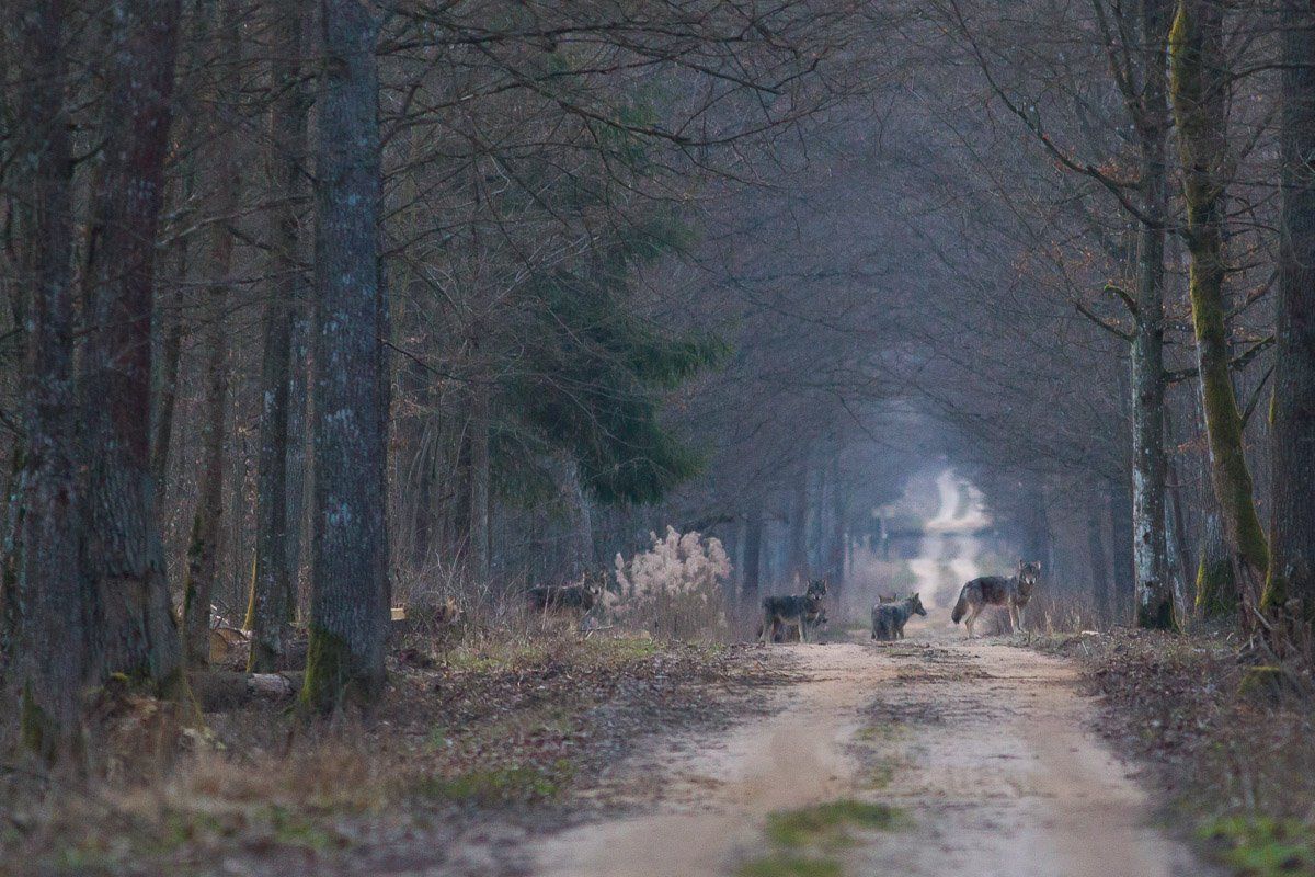 ssaki wilki przyroda las, Marcin Zakrzewski