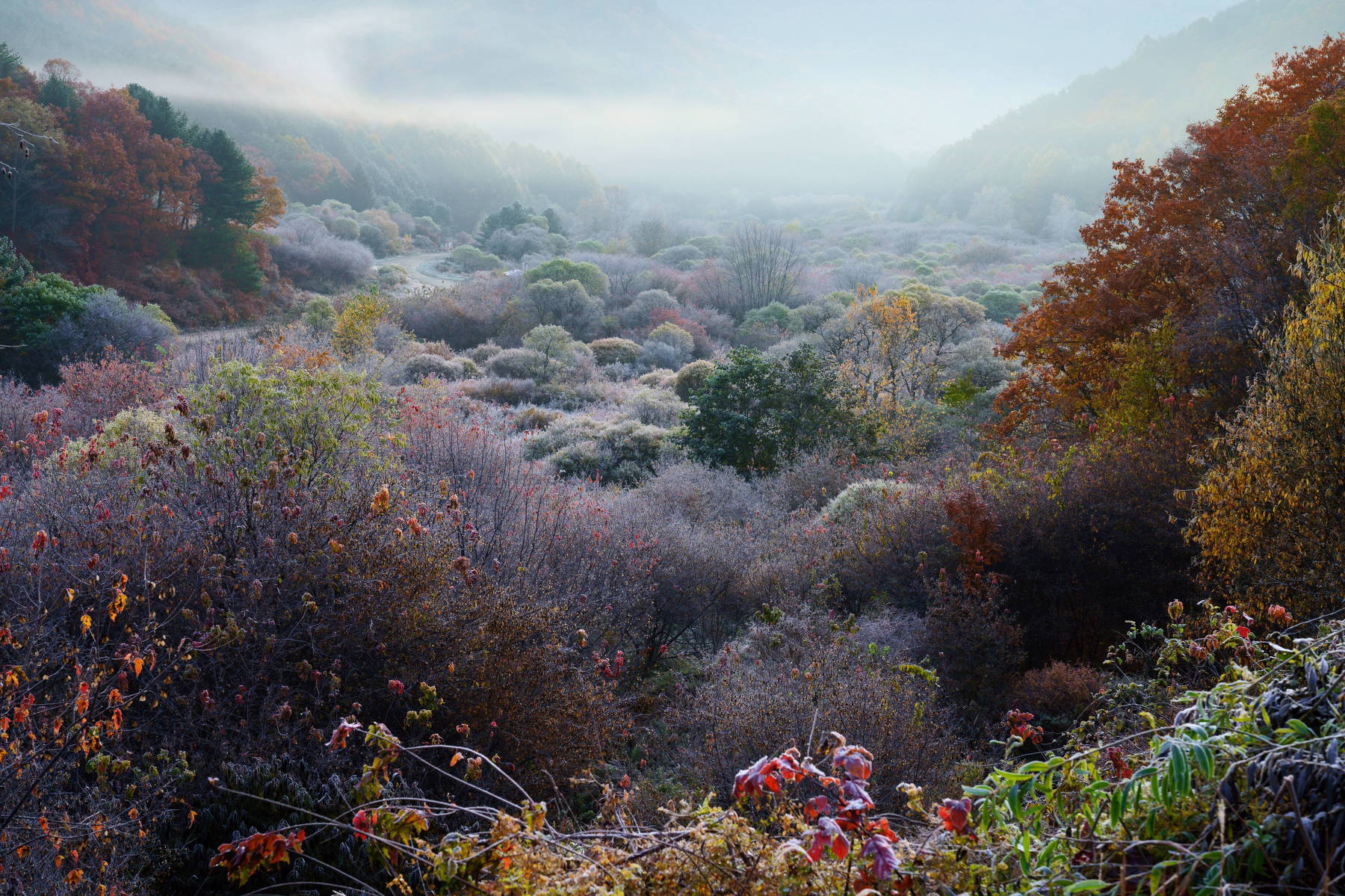 south korea, gangwondo, autumn, mountain, nature, morning, rime ice, fog, forest,, Shin