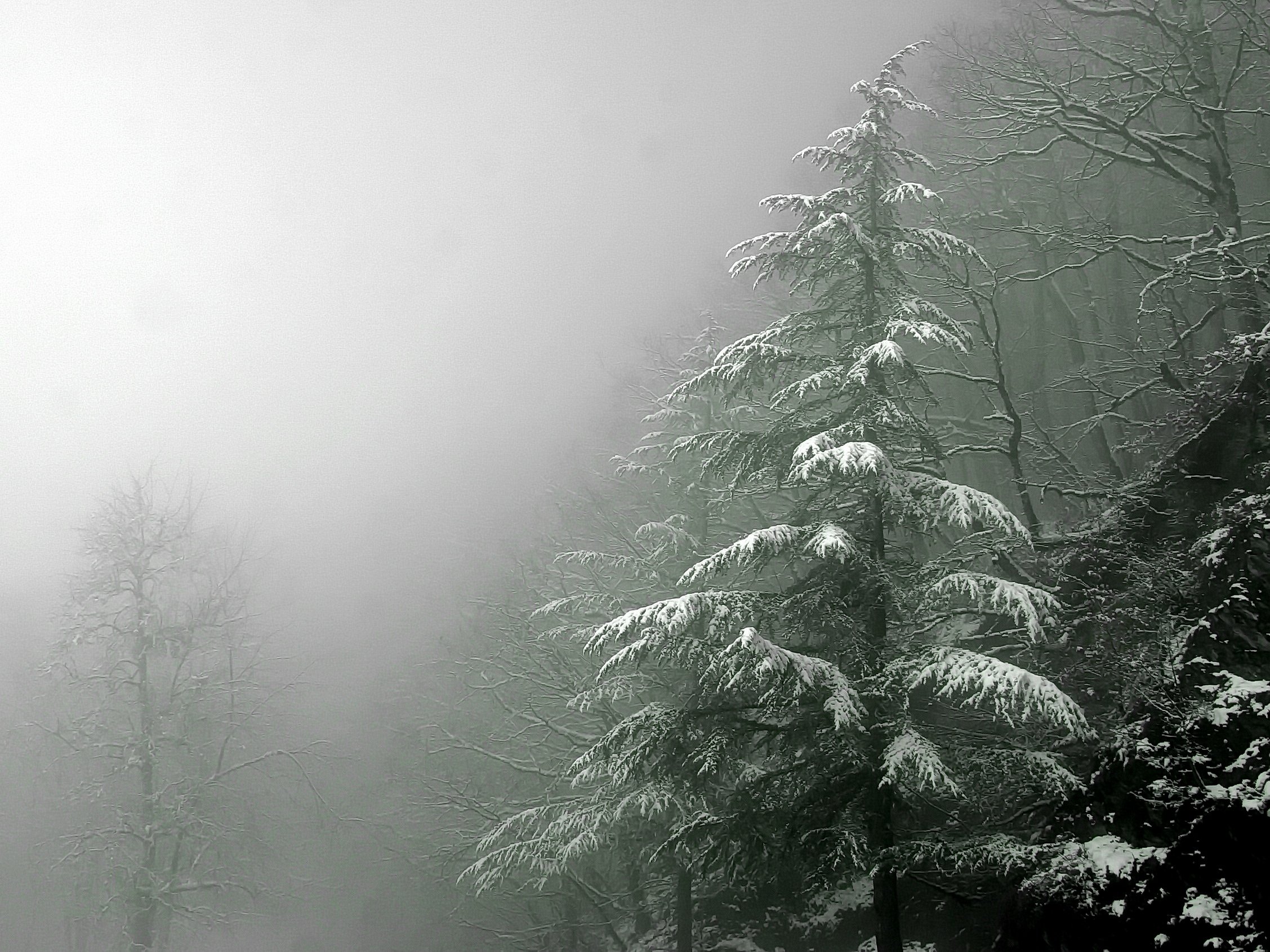 весна туман дерево, Евгений Никишин