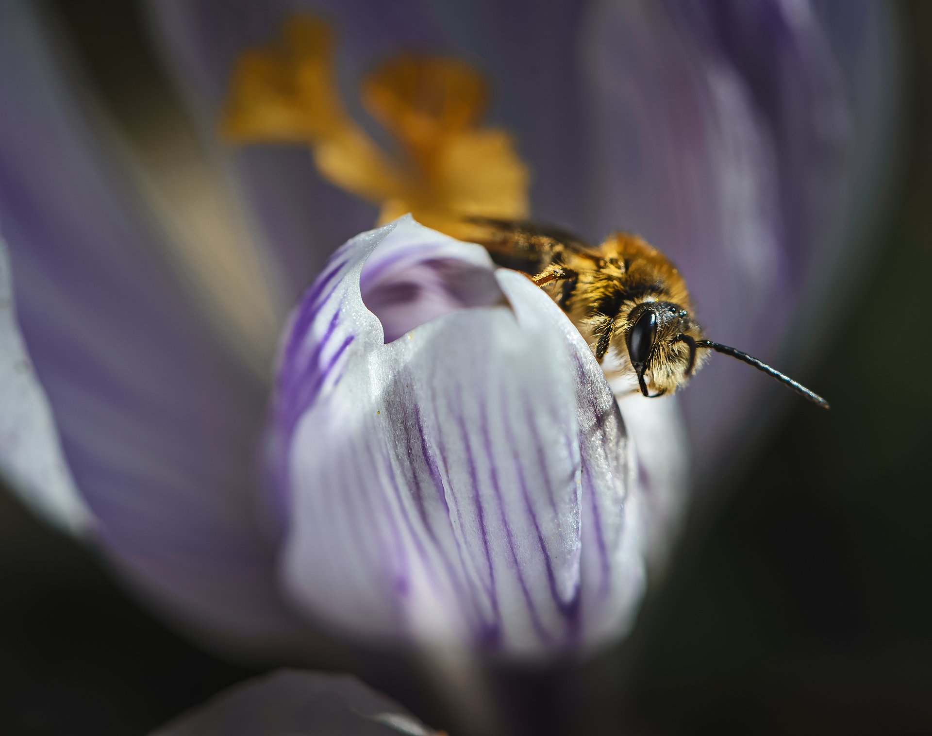природа, макро, весна, крокус, пчела, Неля Рачкова