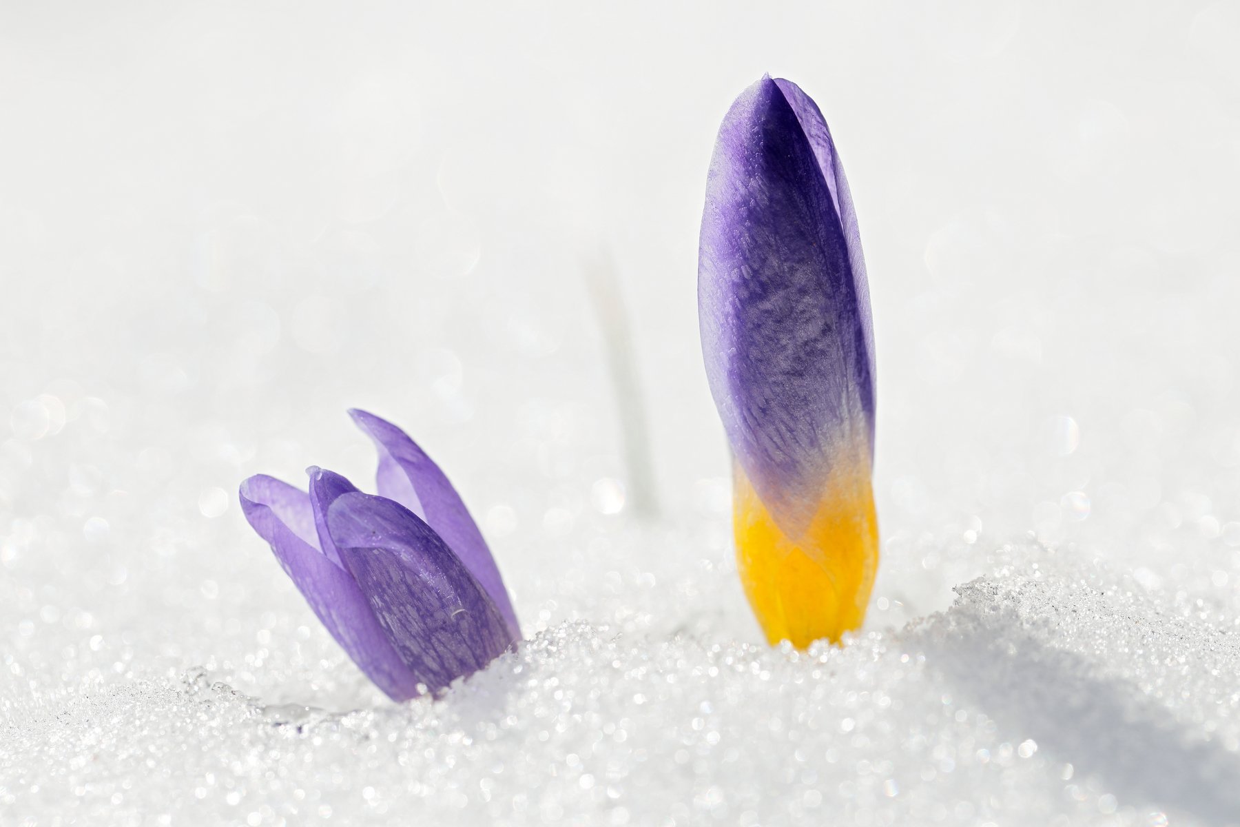 крокус, весна, природа, цветы, снег, Алексей Попов
