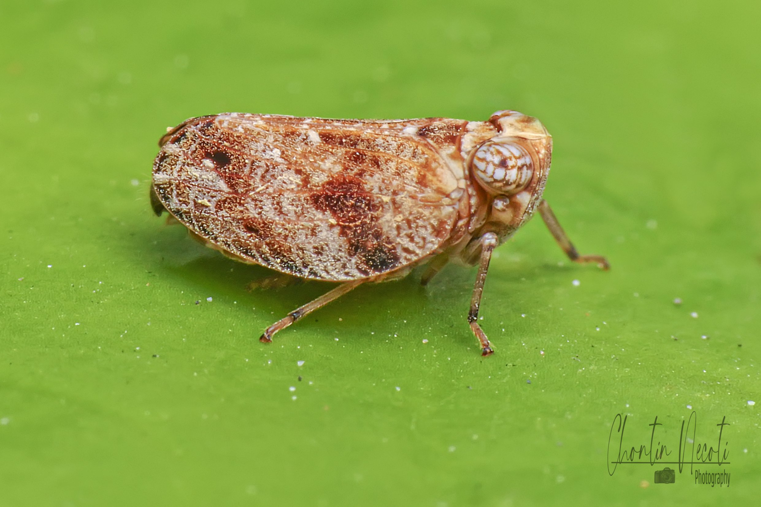 small, beauty, beautiful, macro, insect, bug, outdoor, nature, natural, on leaf, green, garden, NeCoTi ChonTin