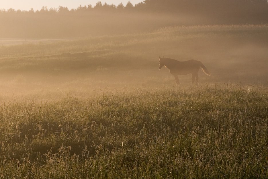 утро, туман, лошадь, Сергей Марискин
