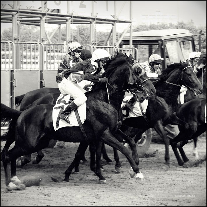 лошадь, лошади, конь, horses, horse, equi, zabegin, Alexander Zabegin