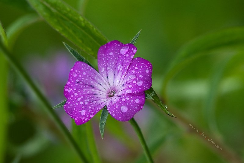 лето,дождь,капли,цветы,флора, Александр Путев