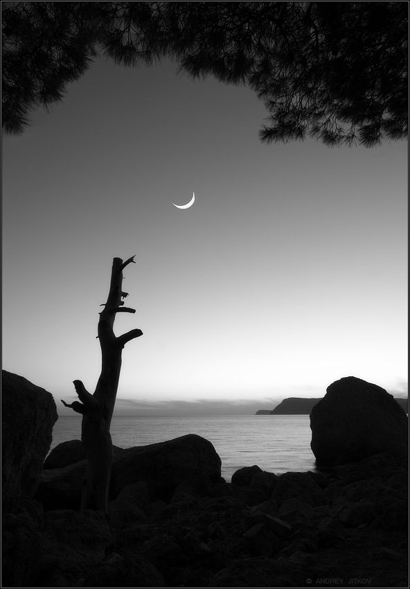 крым вечер пейзаж дерево луна, Андрей Житков