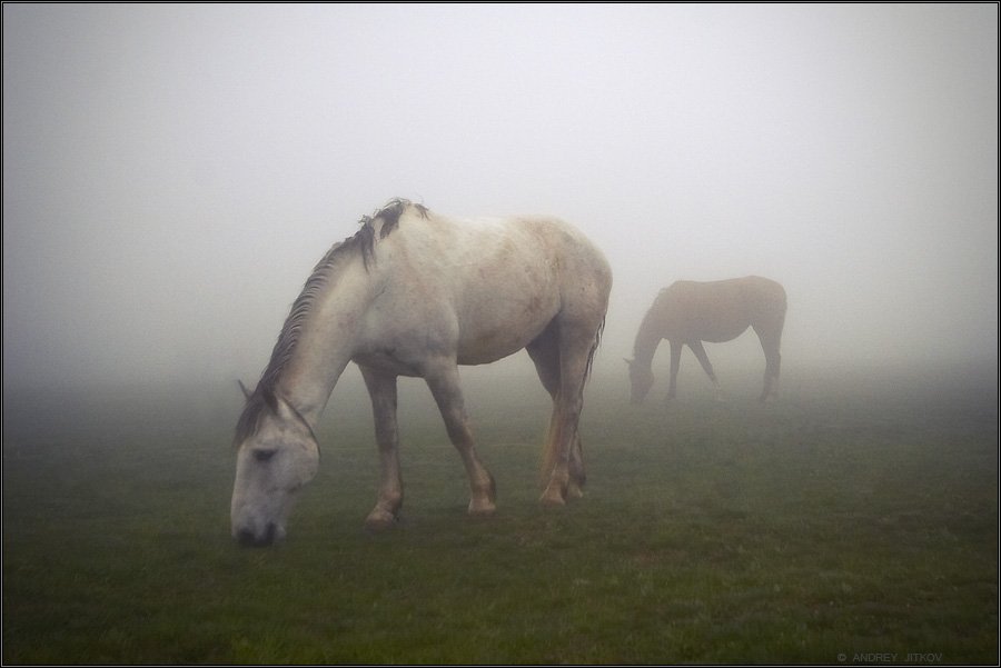 крым, туман, лошадь, пейзаж, Андрей Житков
